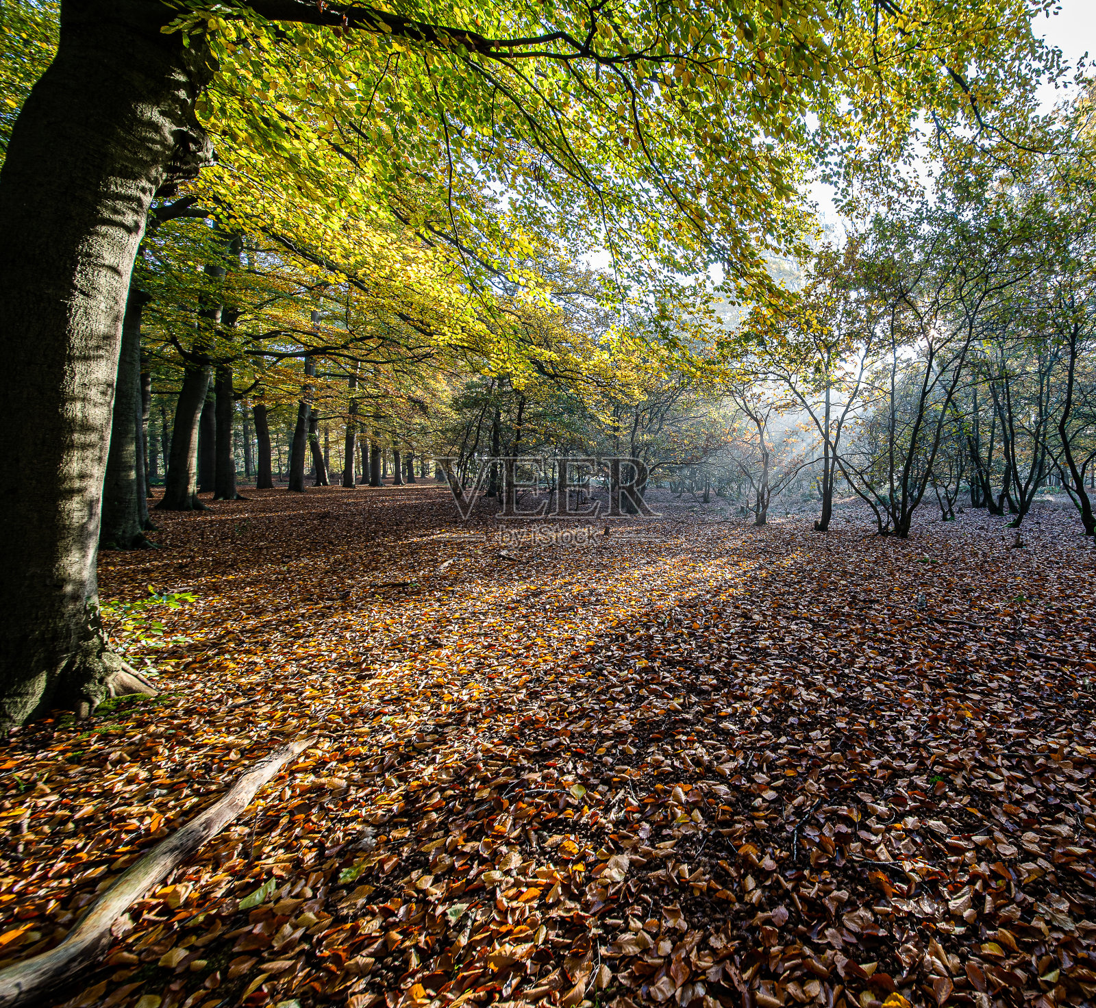 清晨的阳光穿过森林里的树叶。照片摄影图片