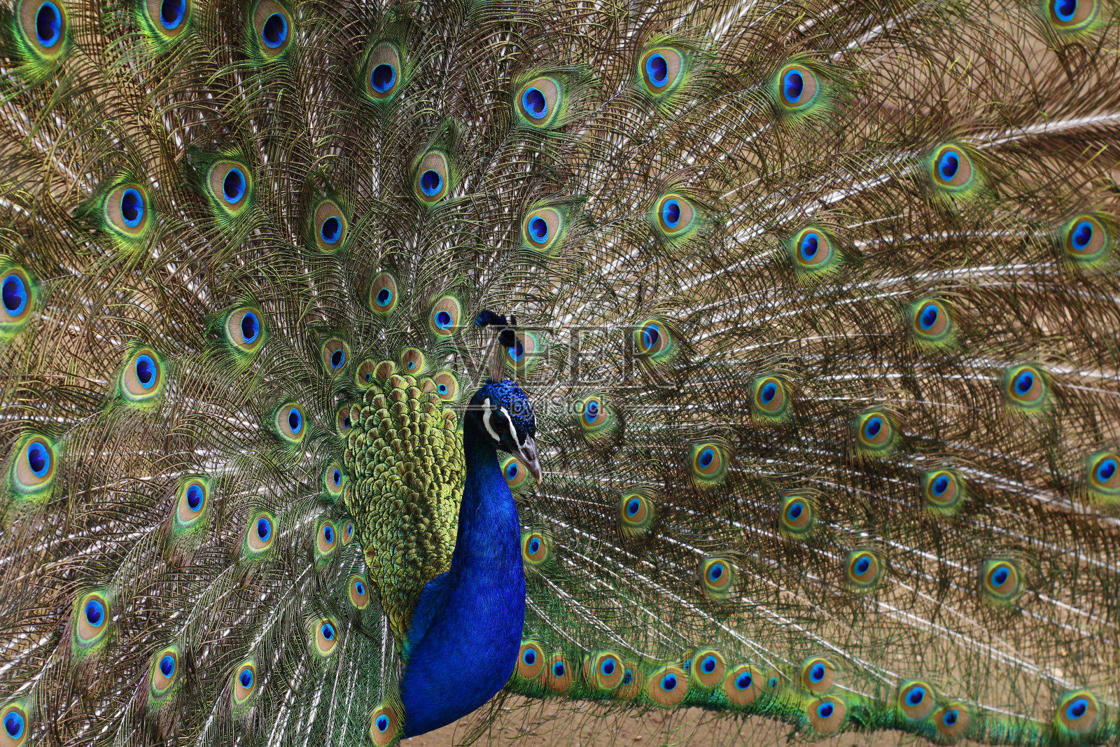 孔雀张开了它美丽的尾巴。孔雀尾巴上的彩色羽毛。照片摄影图片