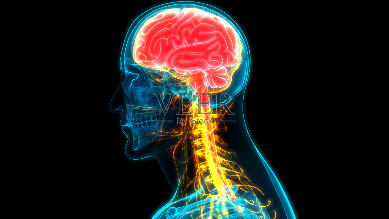 人脑神经系统的中枢器官照片摄影图片