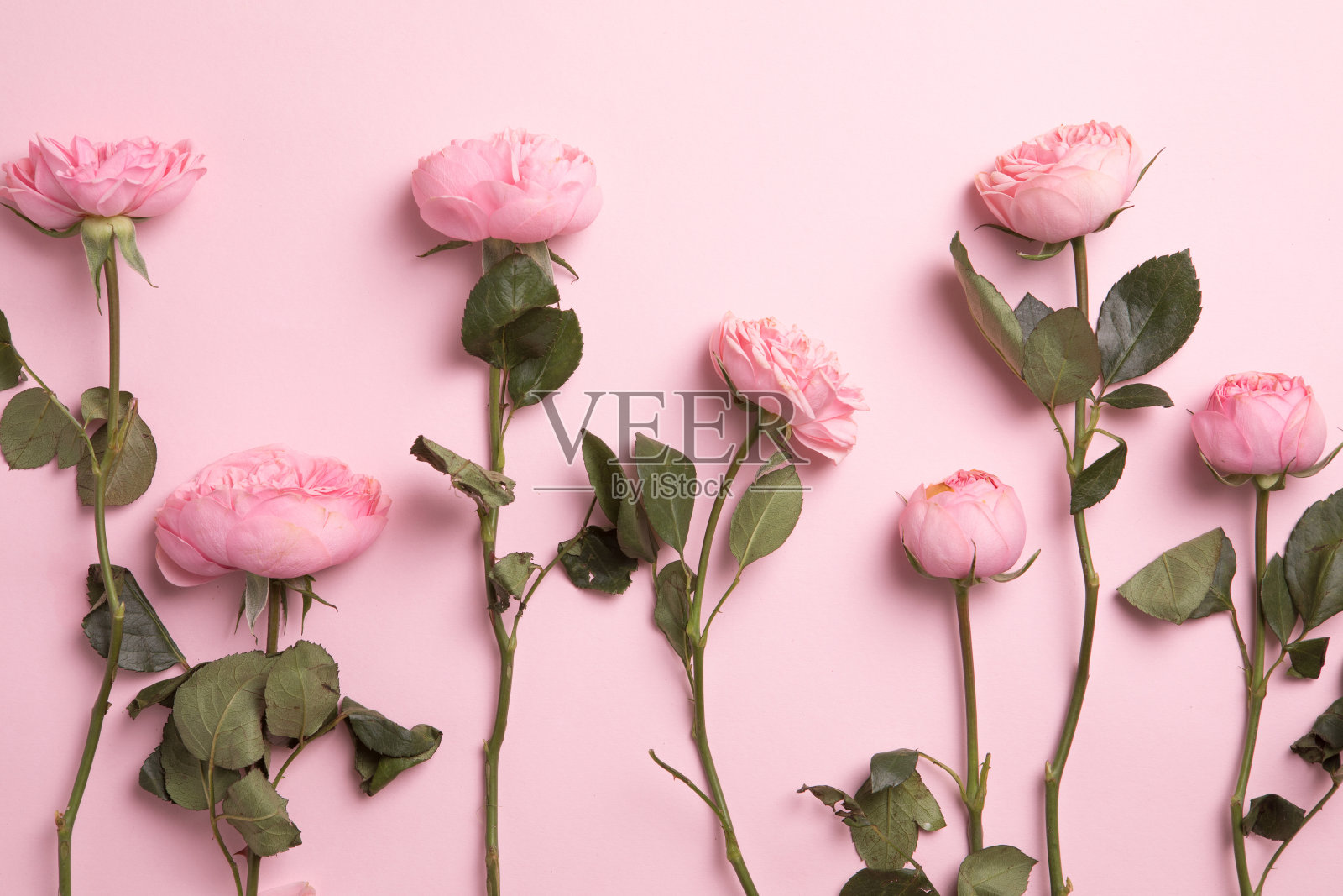 花朵组成与花朵在粉红色的背景平铺俯视图拷贝空间照片摄影图片