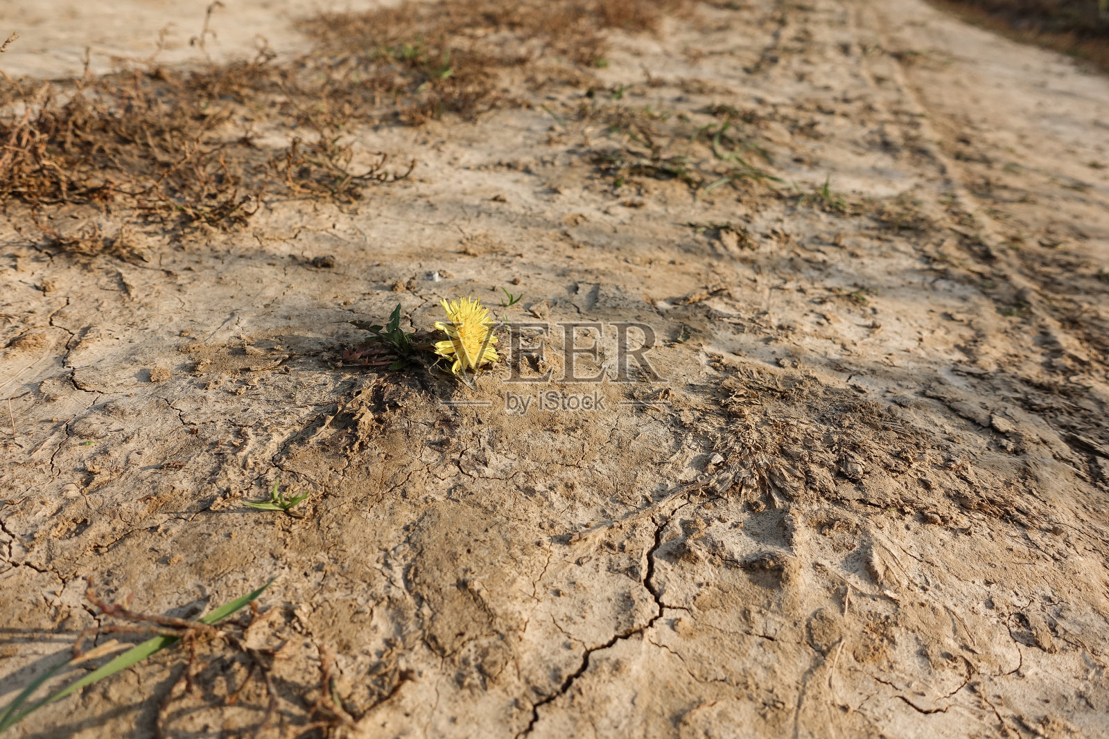 黄色的蒲公英生长在一条土路上。为生命而战。爱和力量照片摄影图片