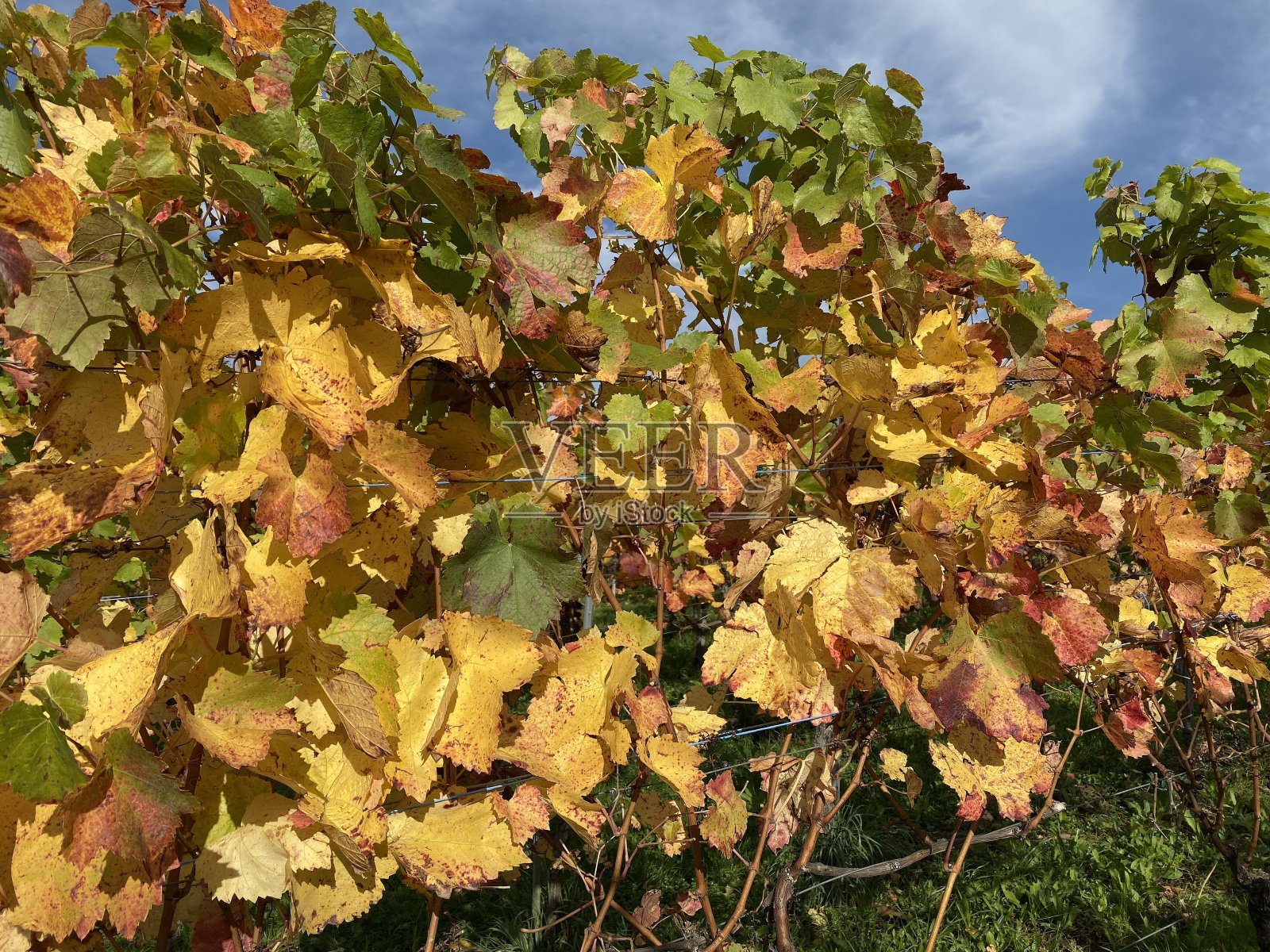 葡萄园里黄色的葡萄藤叶子照片摄影图片