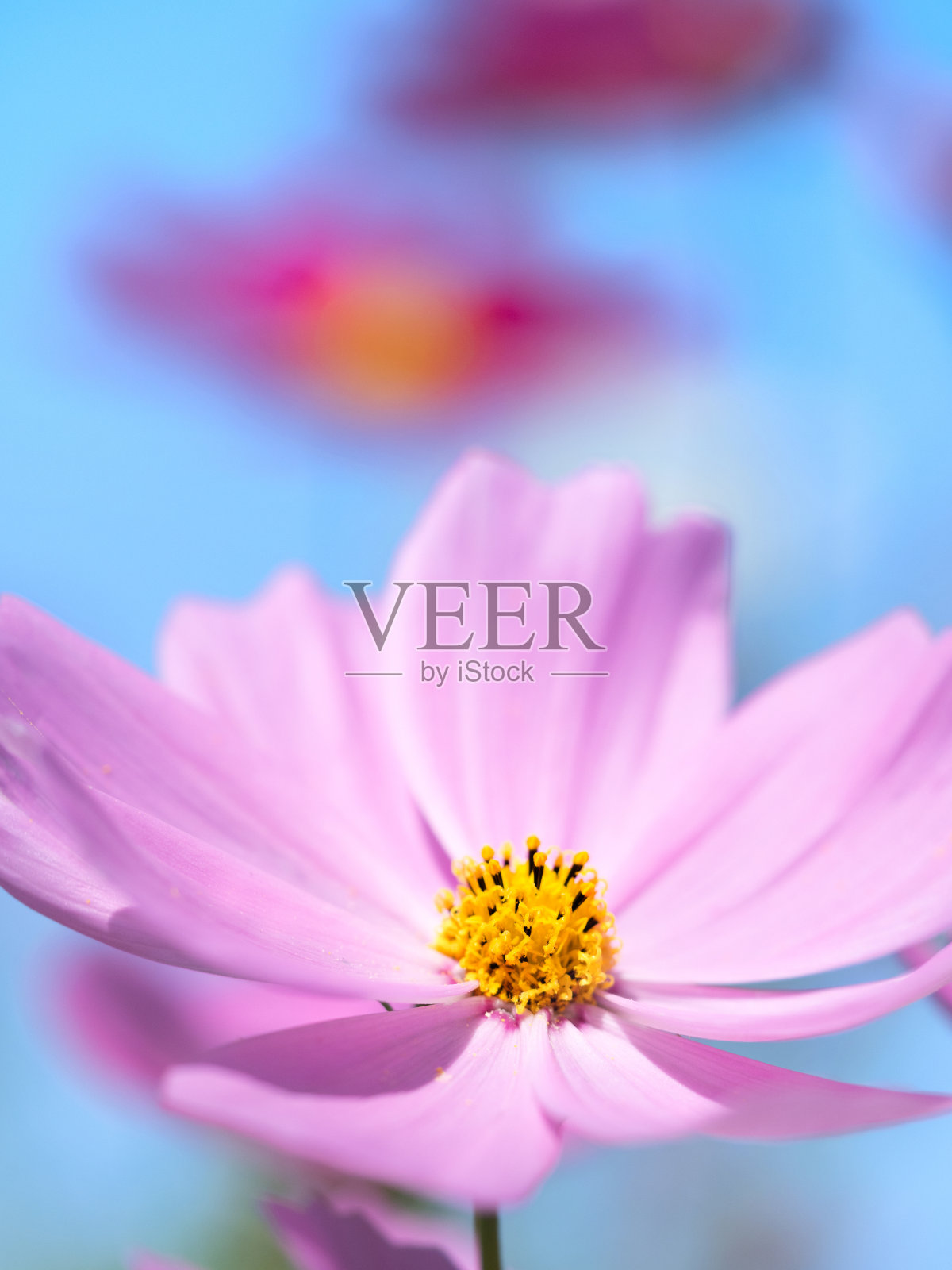 宇宙的花照片摄影图片