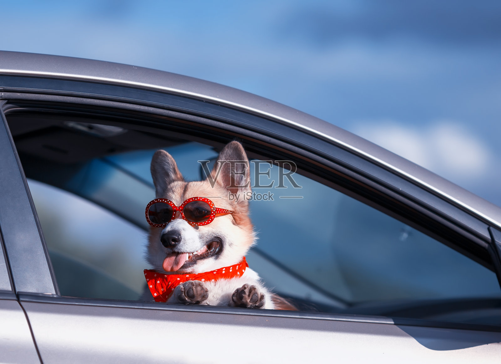 在一次旅行中，一只戴着墨镜、戴着头巾的有趣的姜黄色柯基小狗伸出了鼻子，爪子伸出了车窗照片摄影图片