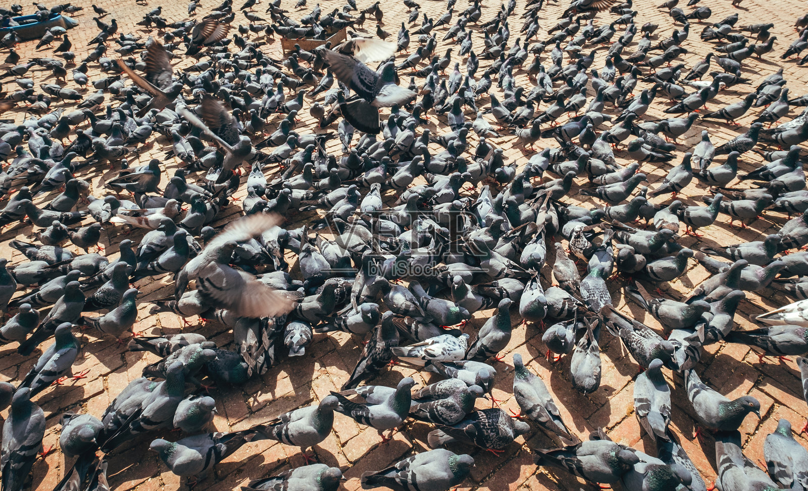 巨大的鸽子聚集在加德满都著名的博德纳佛塔广场上觅食，博德纳佛塔是尼泊尔最大的球形佛塔。环游世界的概念形象。照片摄影图片