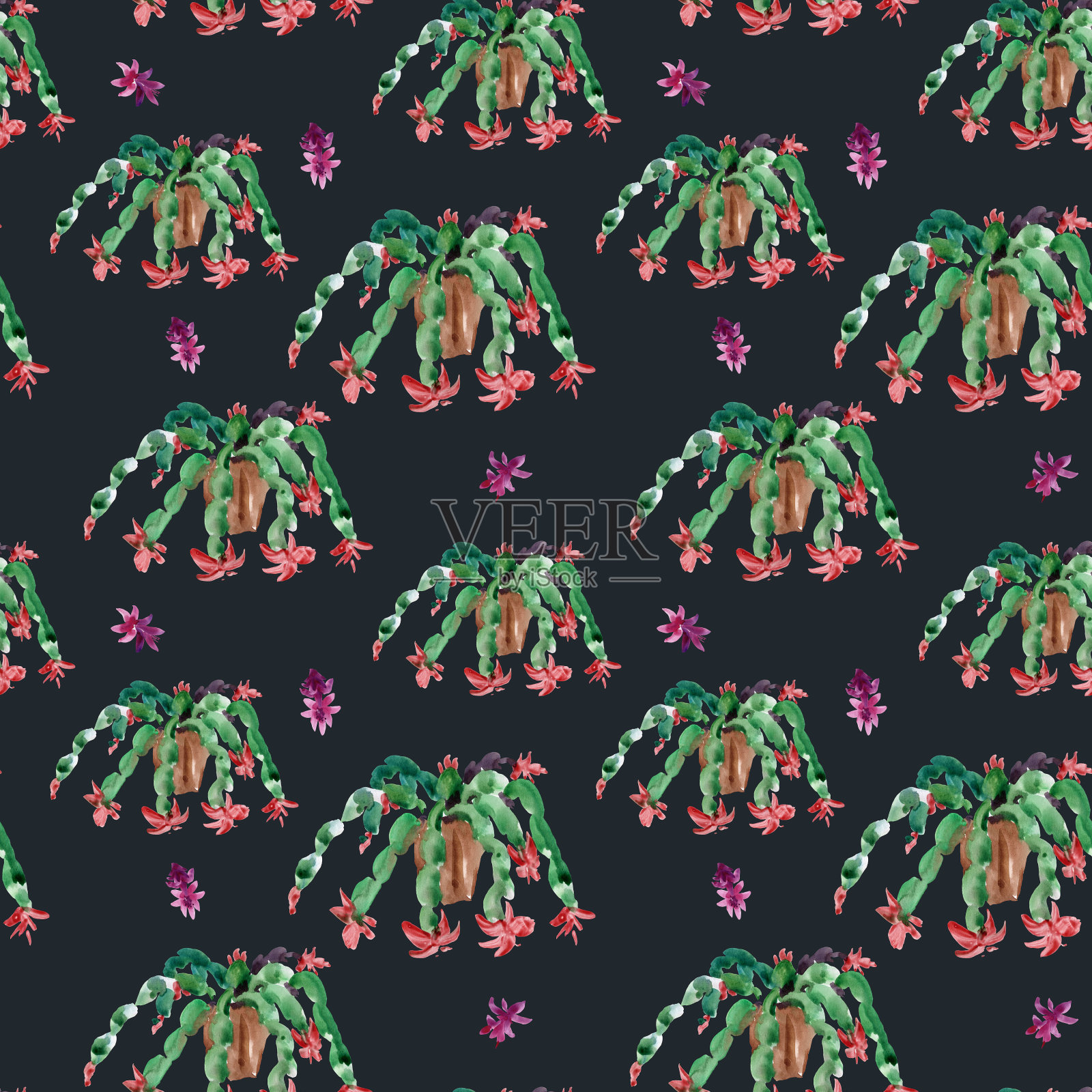 水彩无缝模式的圣诞仙人掌，感恩节仙人掌，盛开的花斯伦贝谢在白色的背景插画图片素材