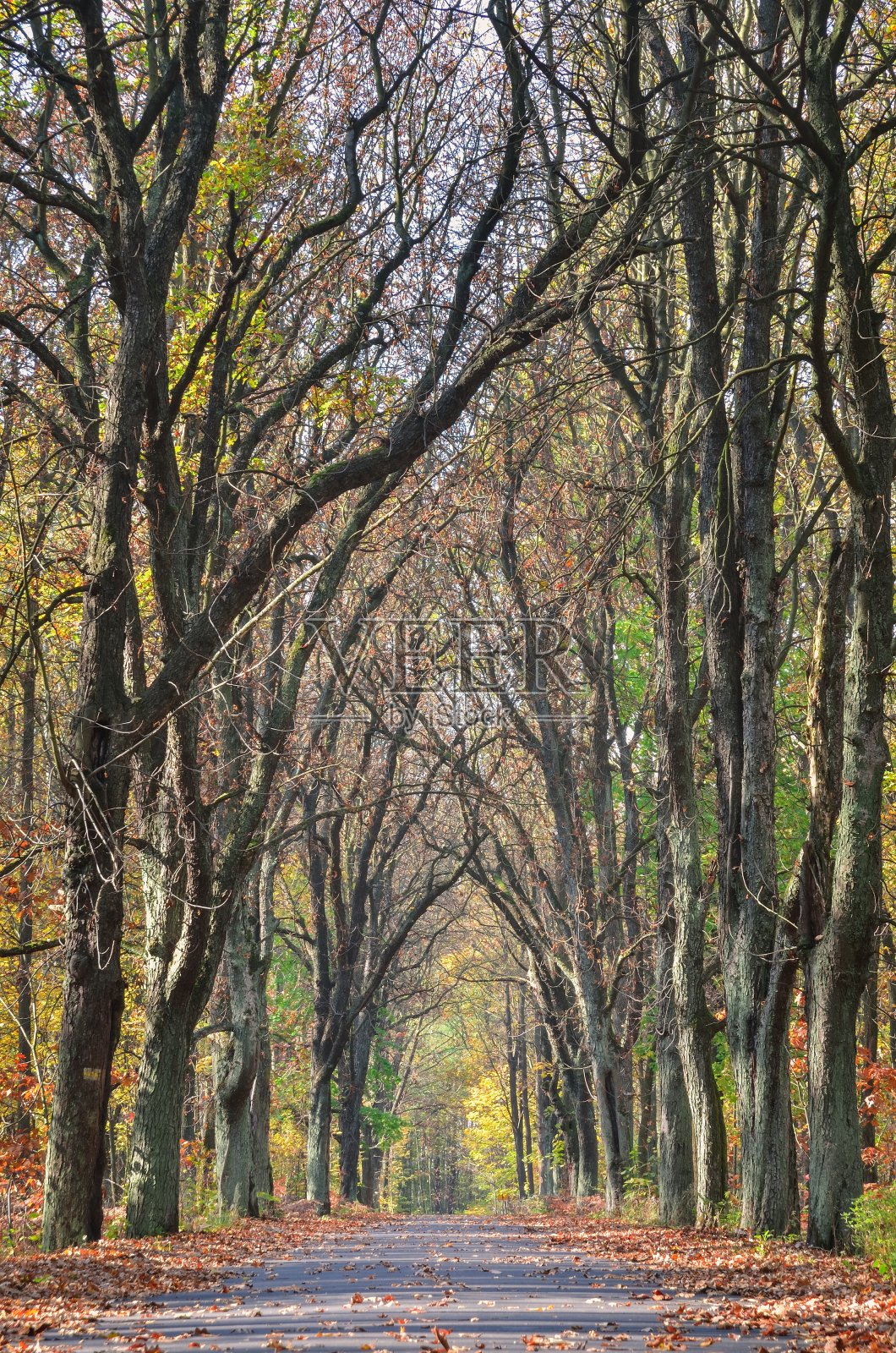 美丽的秋天的风景。照片摄影图片