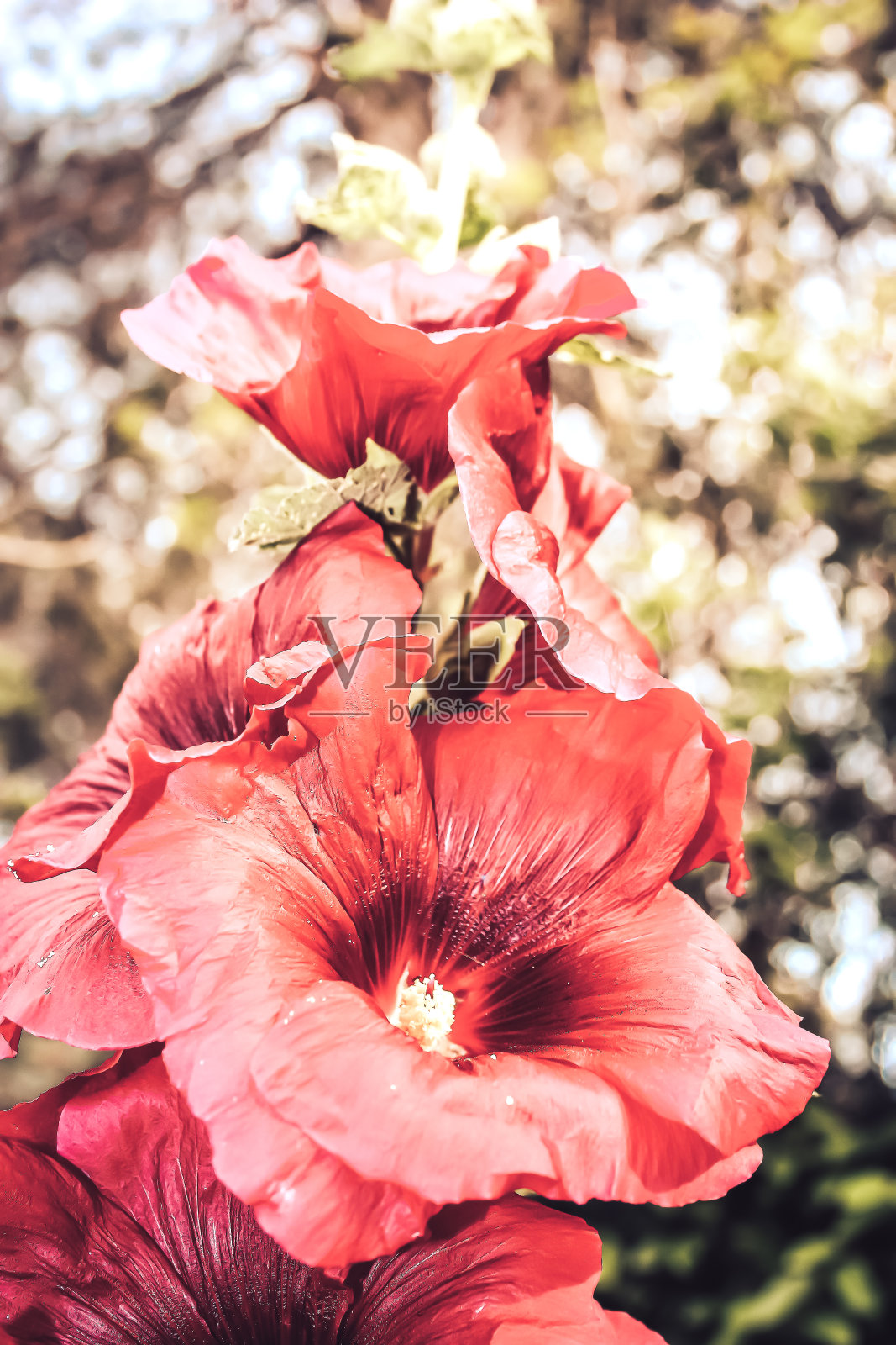 大自然的色彩照片摄影图片