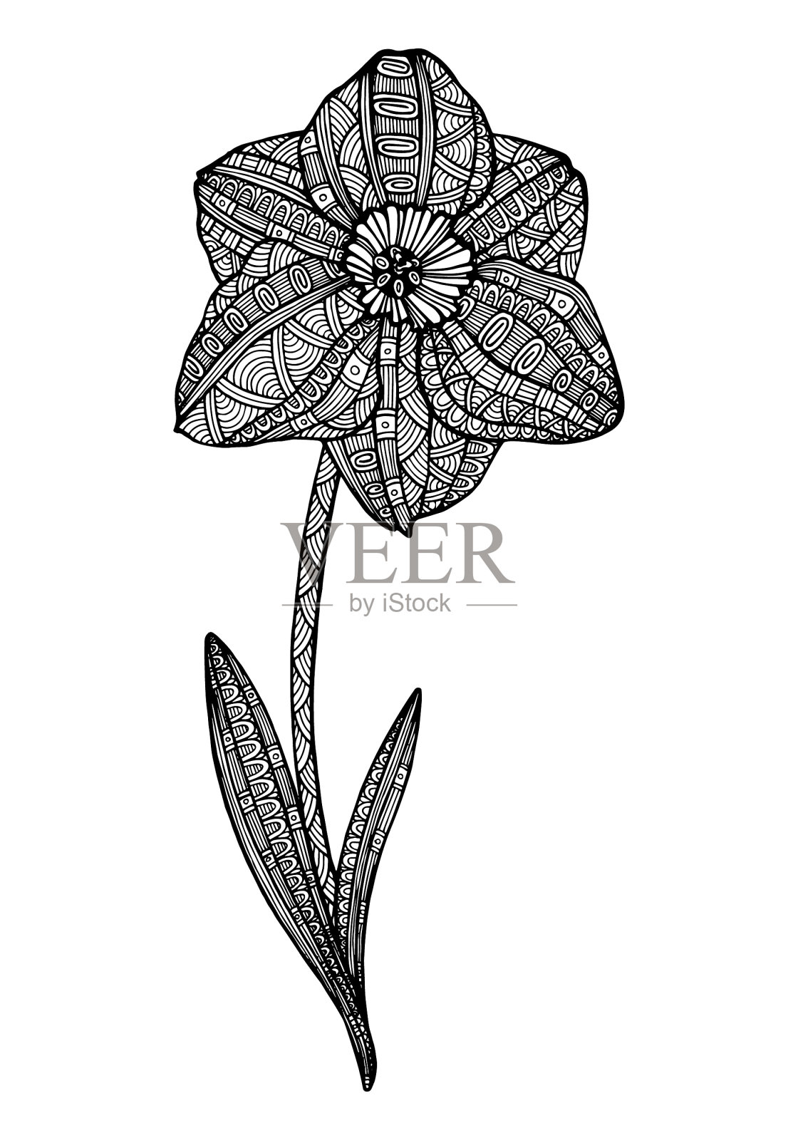 装饰性的水仙。插画图片素材