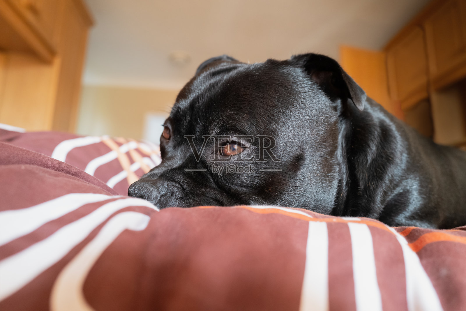 一只斯塔福德郡斗牛梗狗躺在卧室的床上躲藏时被抓。一只眼睛睁开了，但他非常放松，昏昏欲睡。照片摄影图片