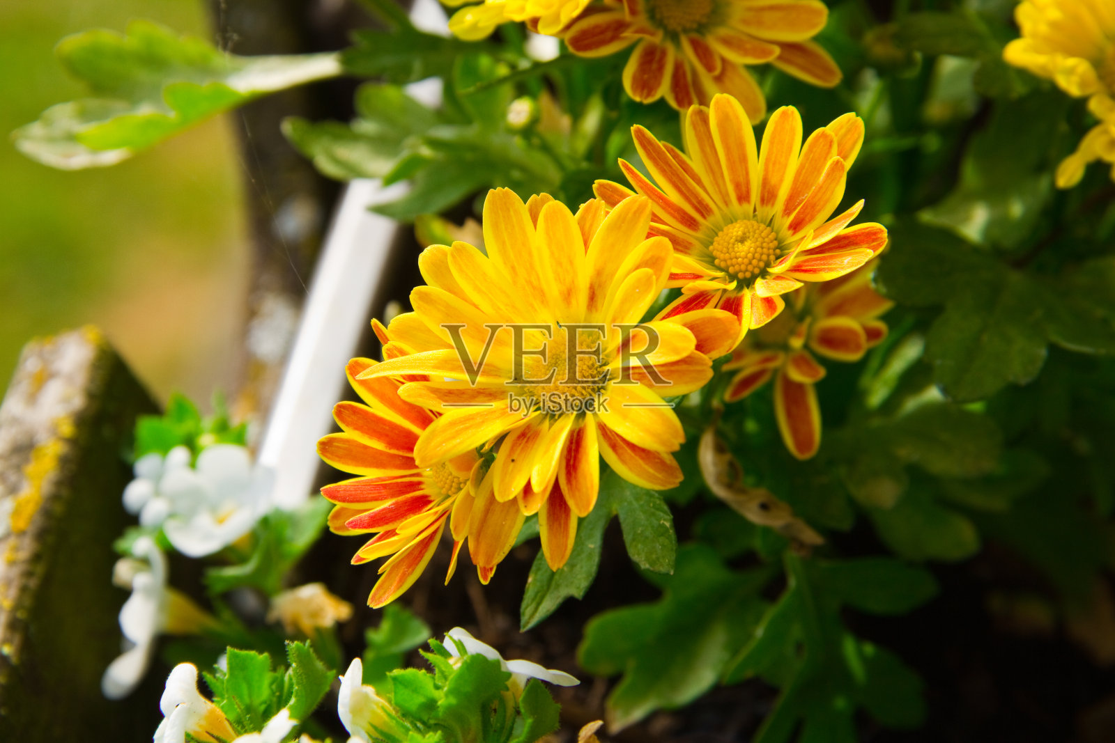 大自然中的菊花照片摄影图片