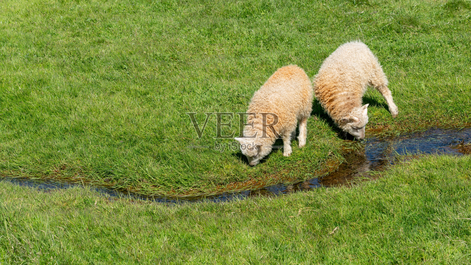 冰岛的羊在喝一条小河里的水照片摄影图片