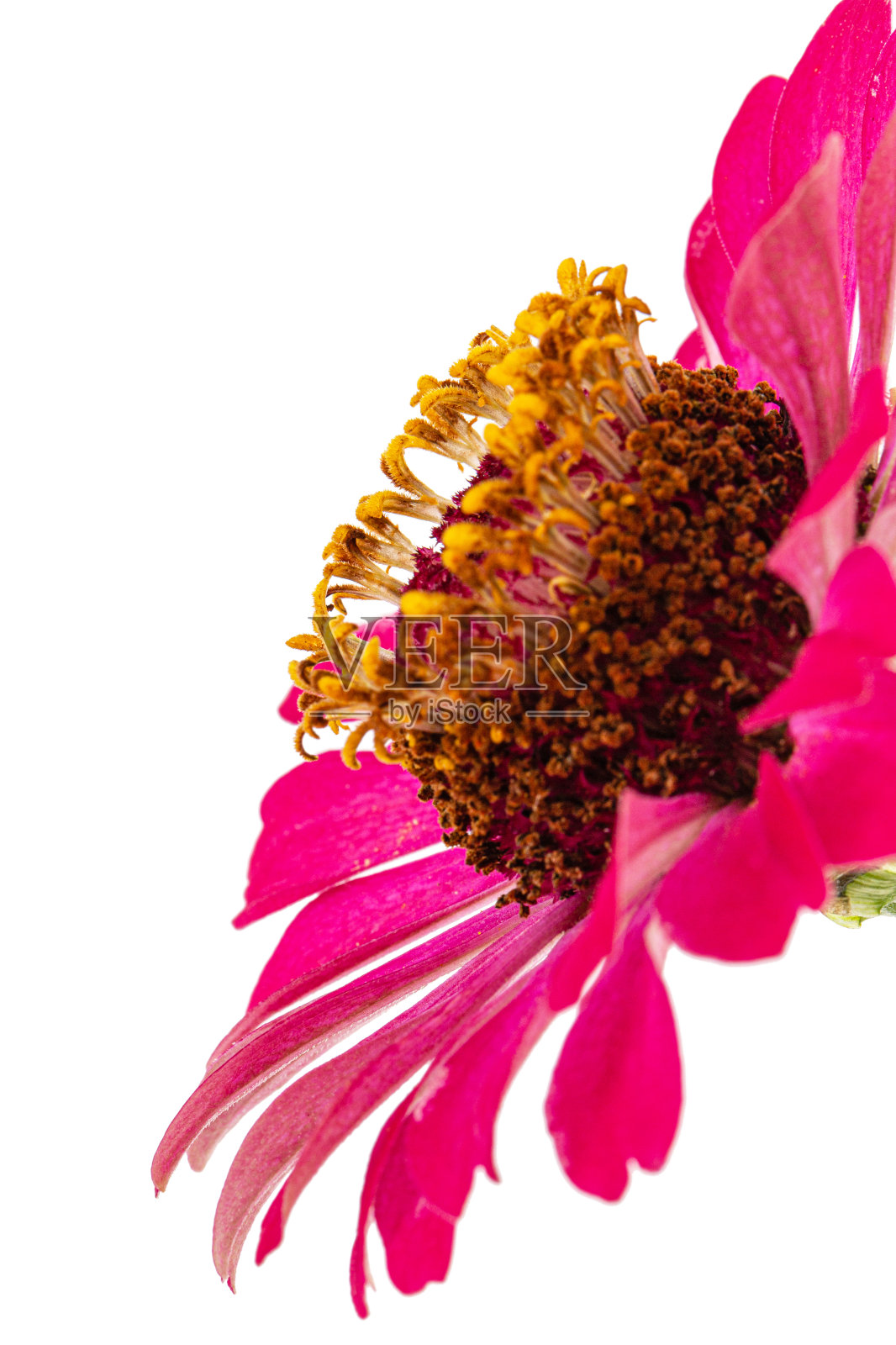 百日草的粉红色花，孤立在白色背景上照片摄影图片