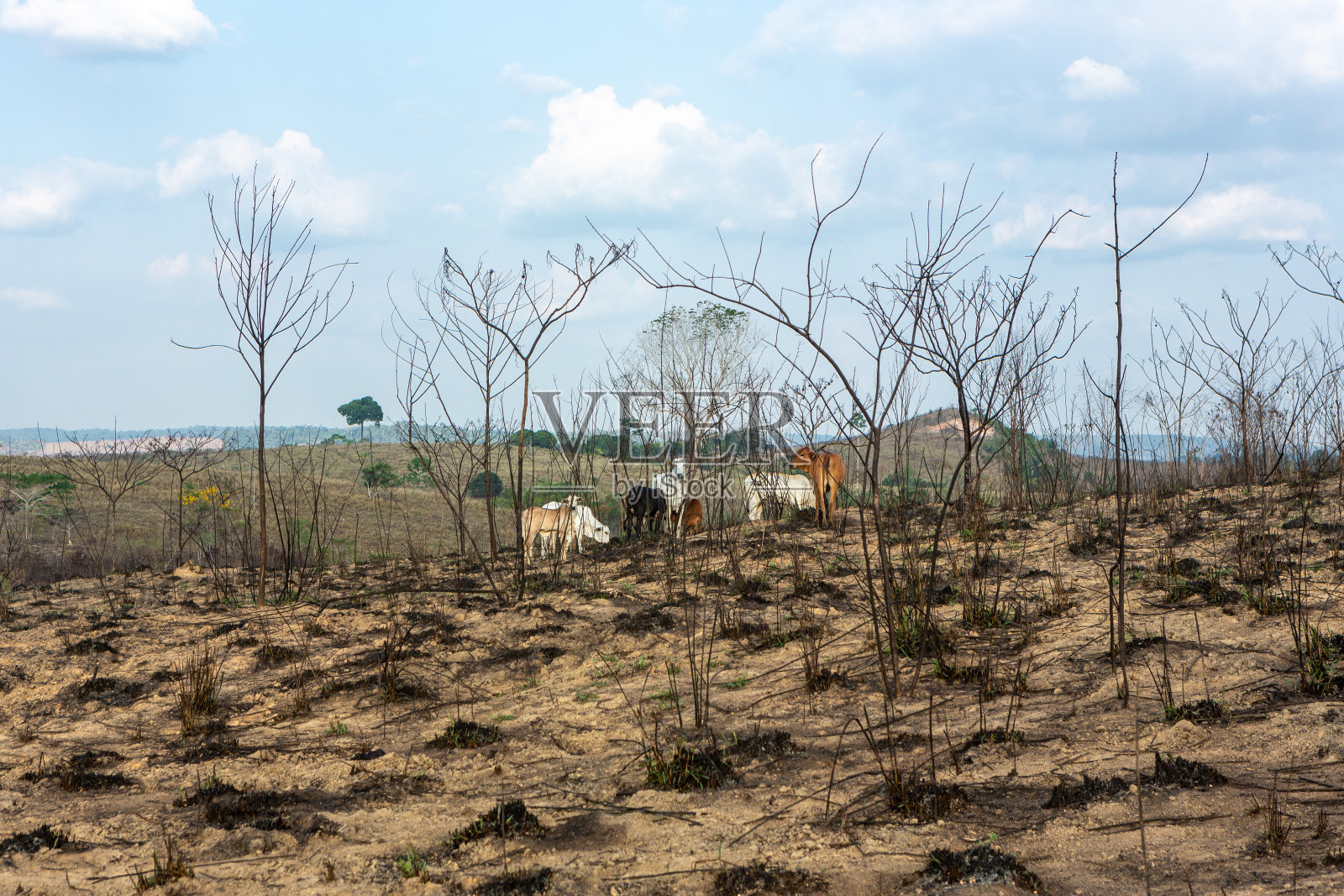 一群瘤牛在牧场放牧，烧毁了树木，砍伐后的亚马逊雨林。照片摄影图片