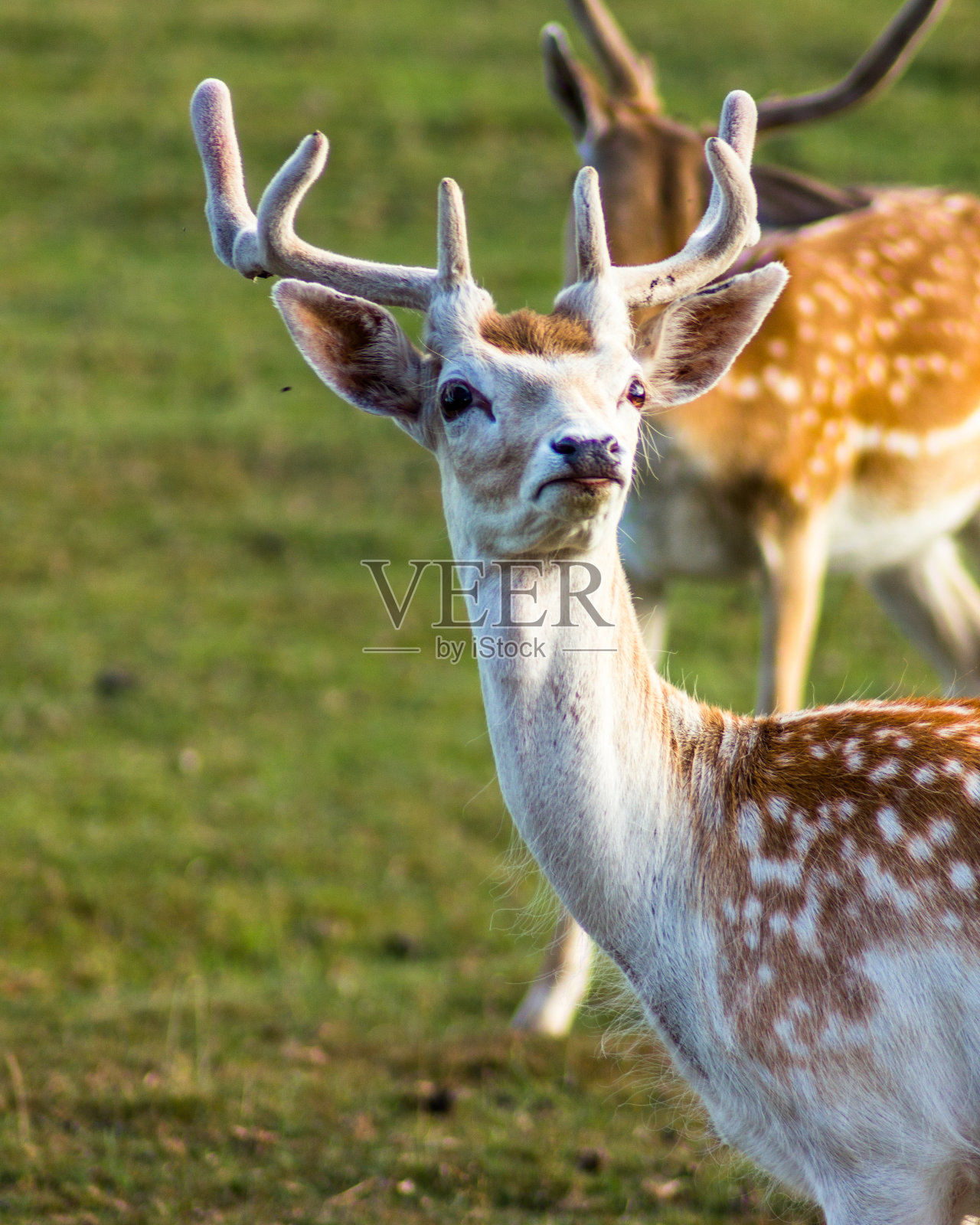 拉脱维亚的驯鹿照片摄影图片