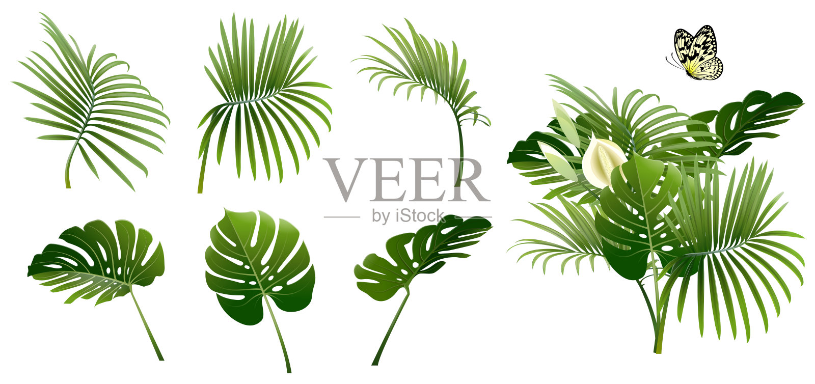 一套热带植物的分支插画图片素材