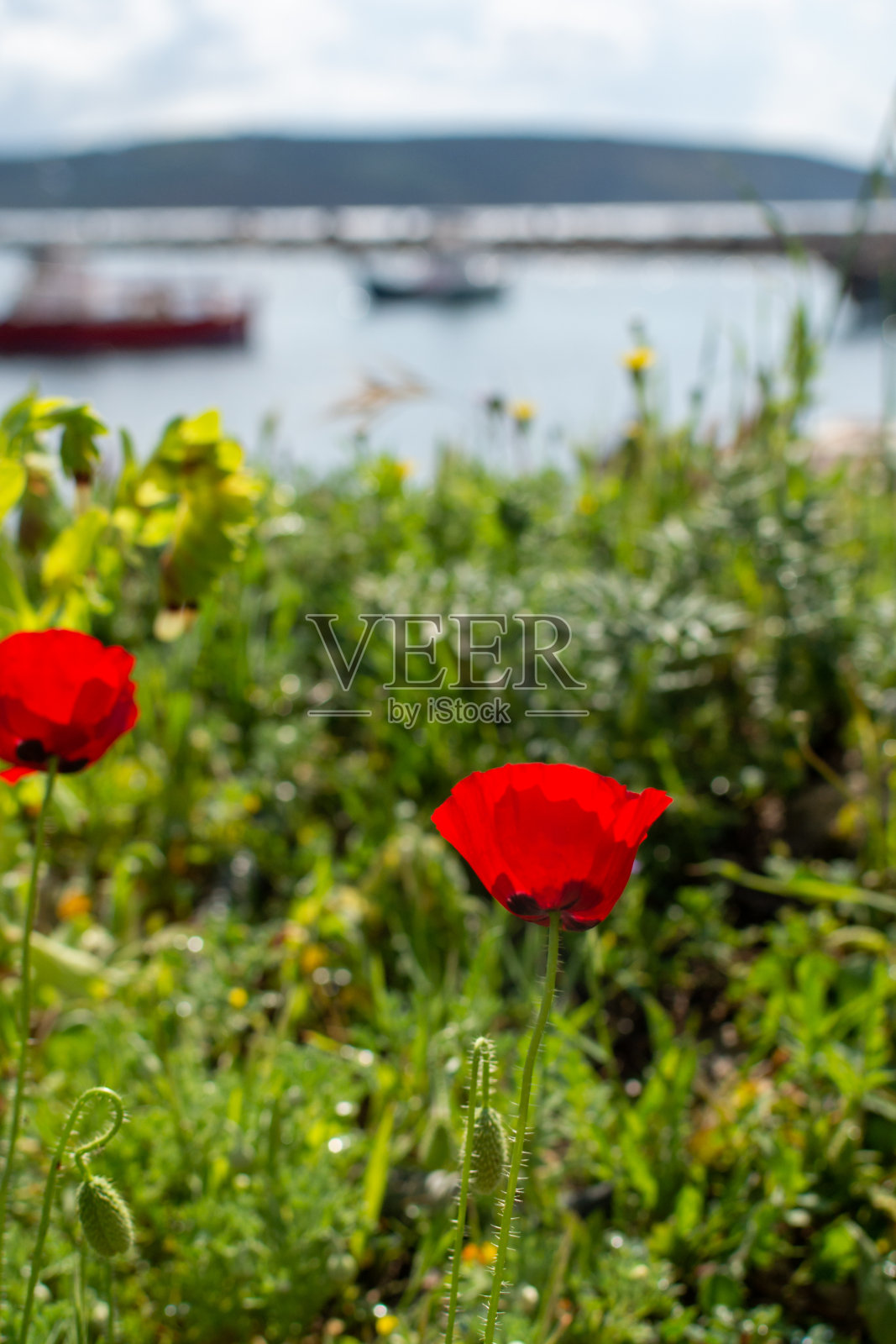 春天五颜六色的花背景与野生和红色的罂粟花照片摄影图片