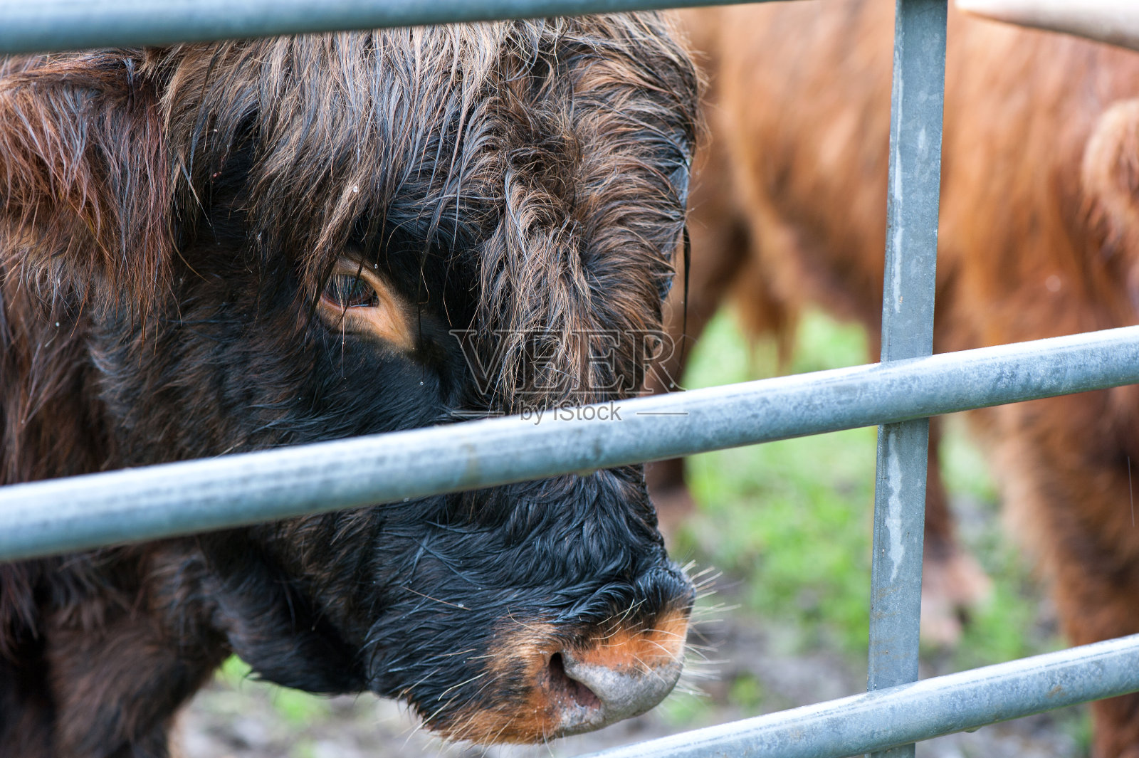 特写美丽的苏格兰高地毛棕色奶牛照片摄影图片
