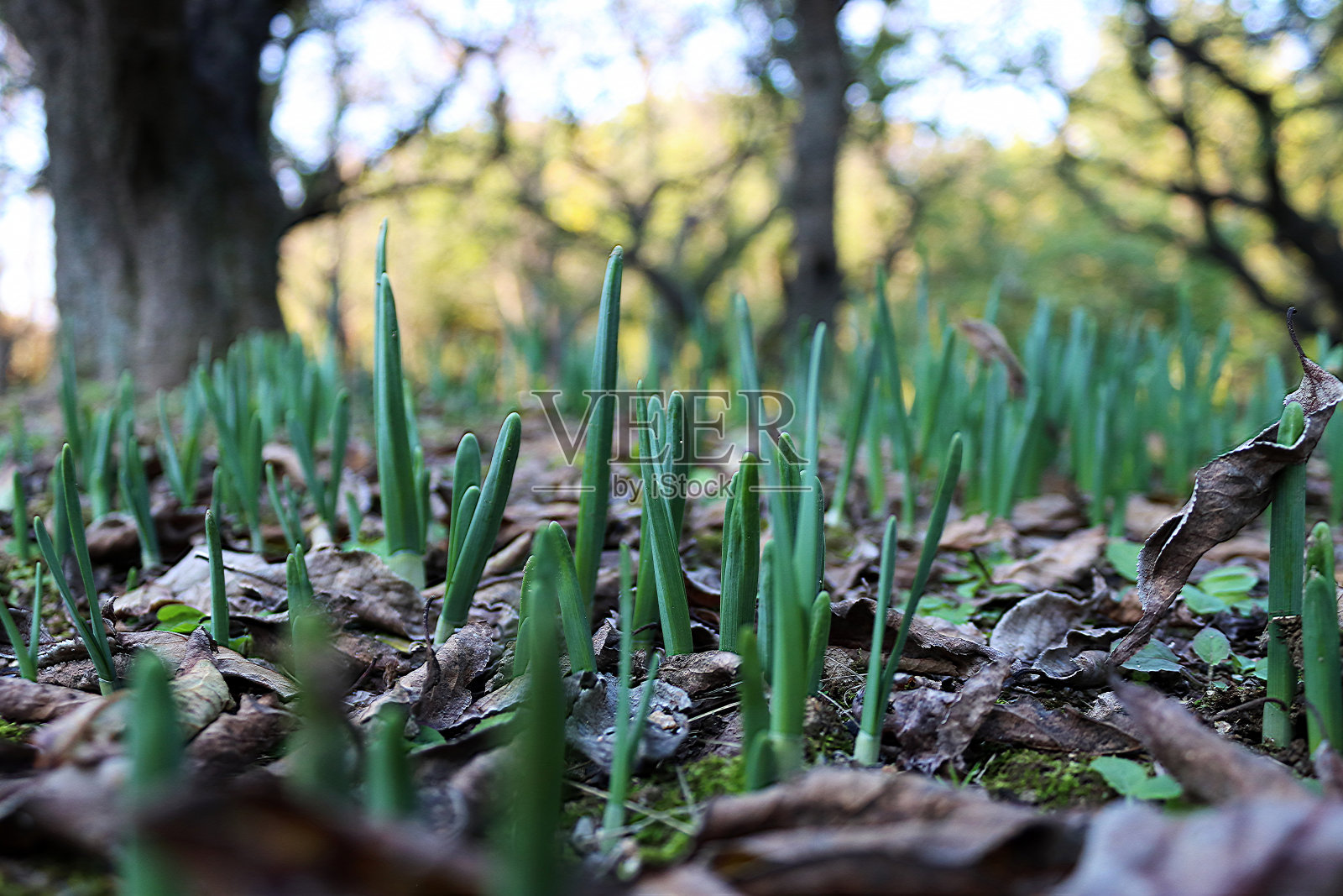 莉莉发芽照片摄影图片