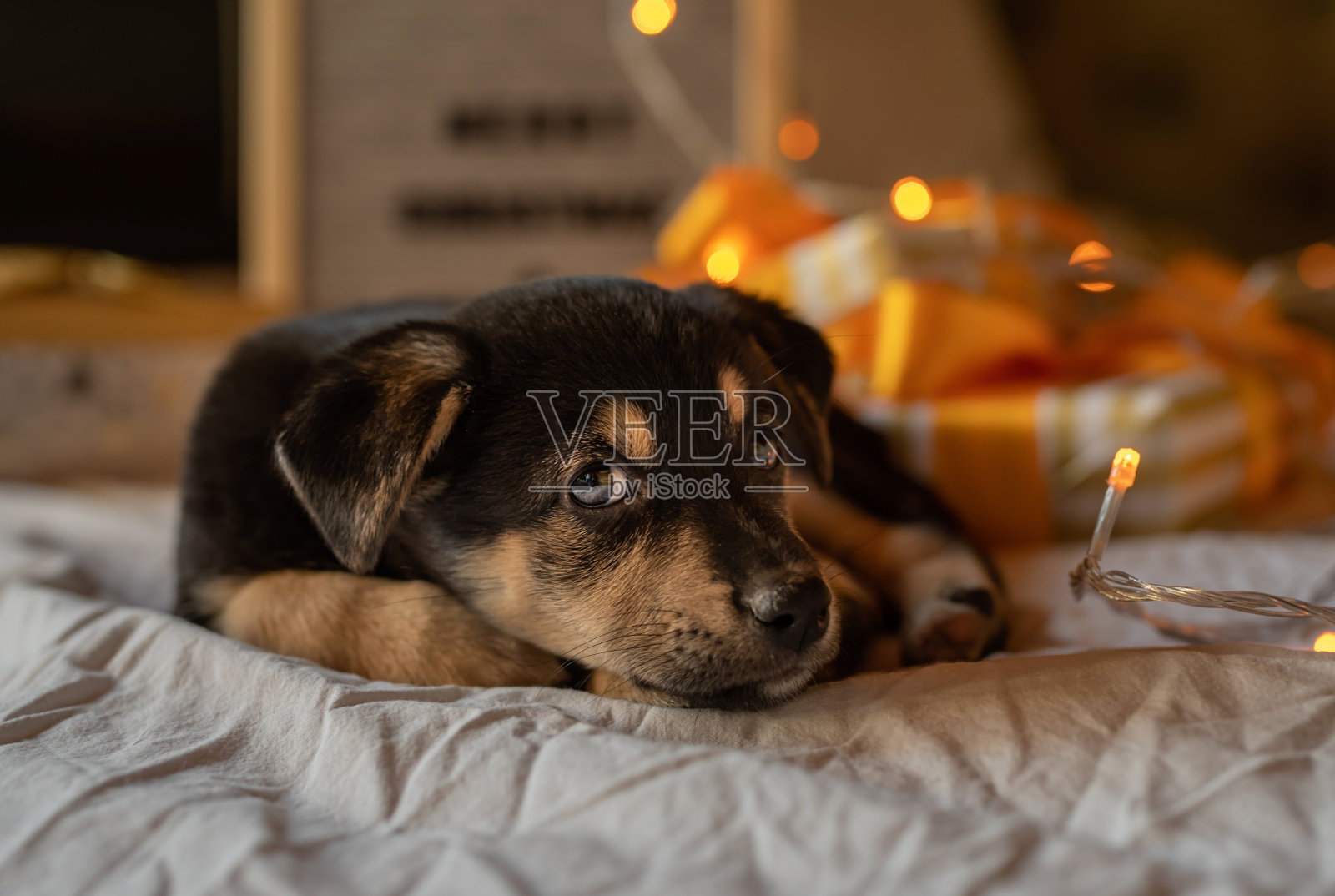 可爱的小狗躺在有灯和礼品盒的床上照片摄影图片