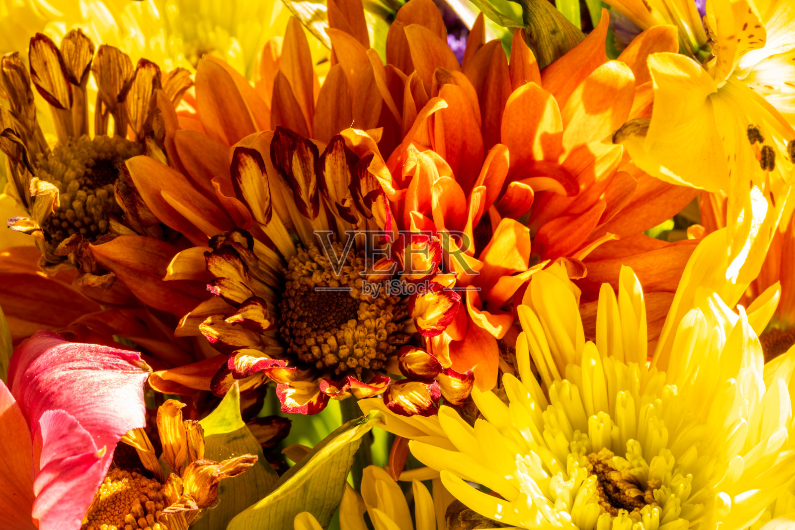 一束花照片摄影图片