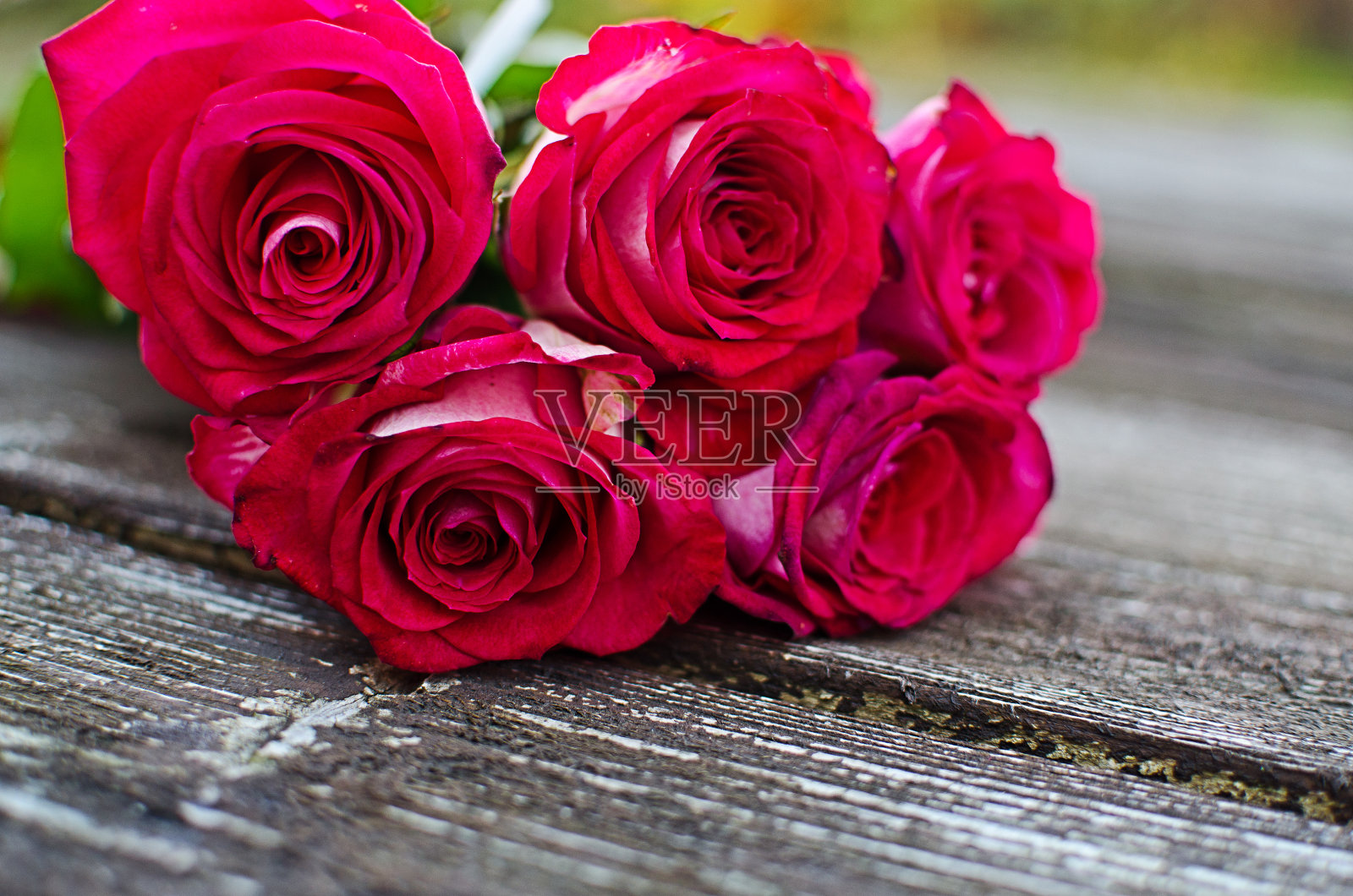 美丽的新鲜玫瑰在夏天生长在户外照片摄影图片