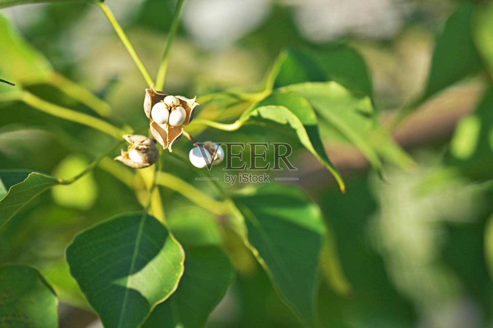 中国脂树照片摄影图片