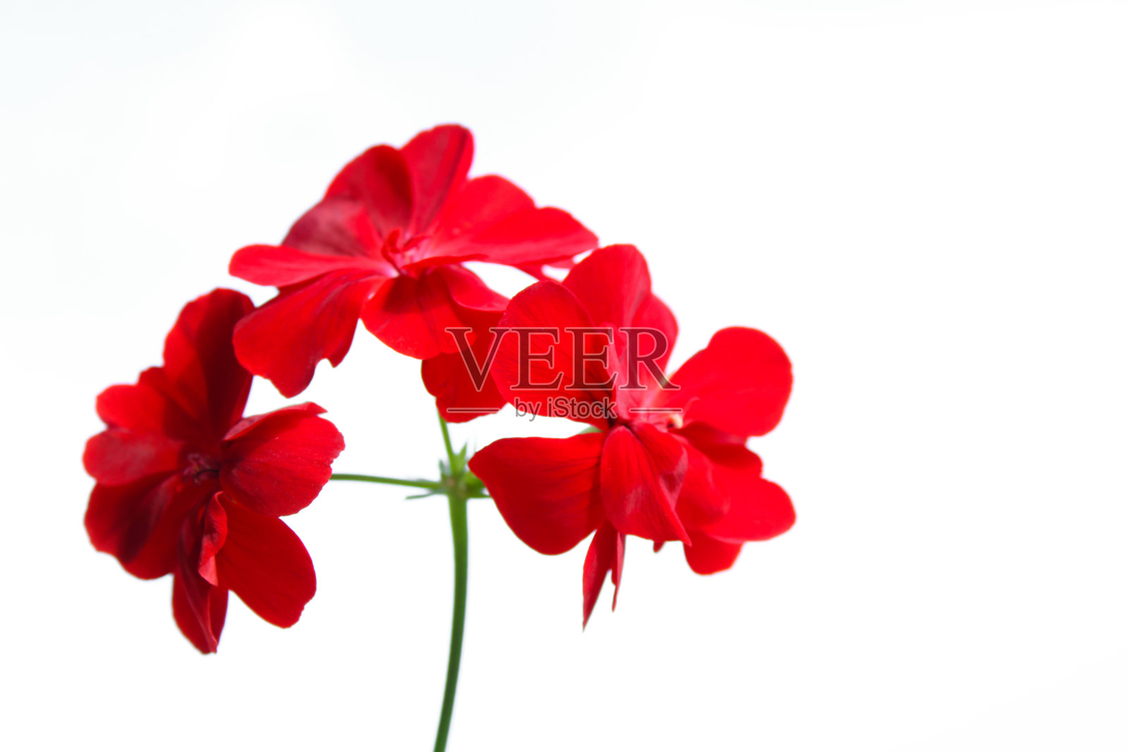 红花配白花照片摄影图片