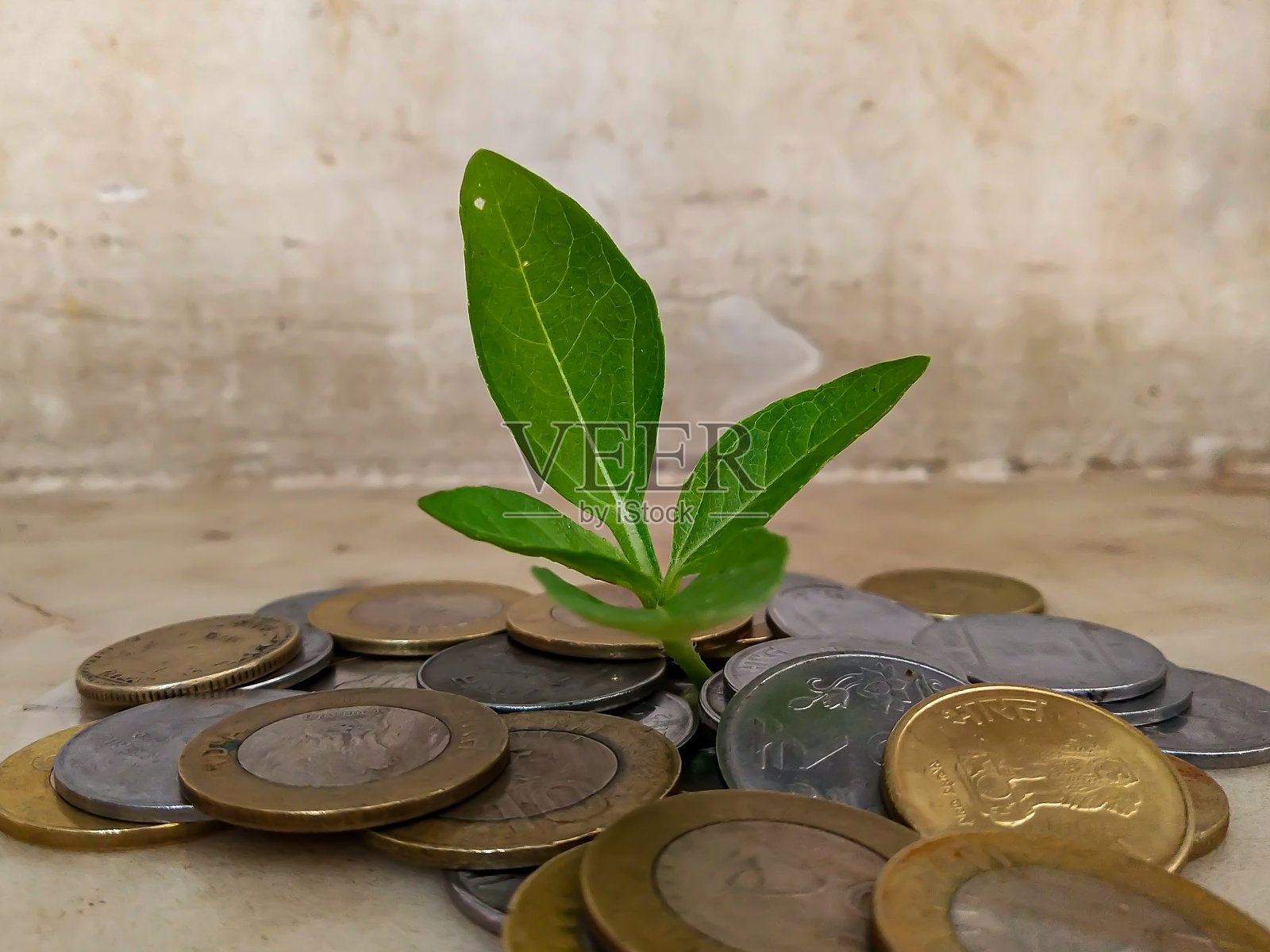 印度货币围绕着活的植物照片摄影图片