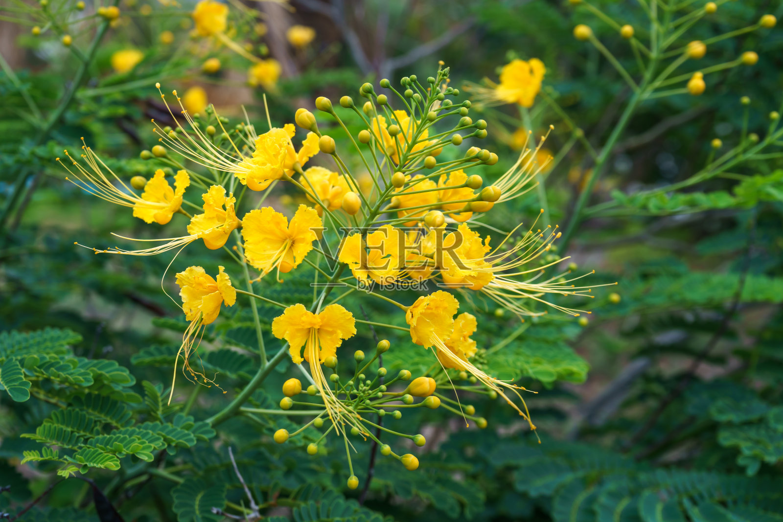 孔雀花，鸡冠花，墨西哥极乐鸟，巴巴多斯的骄傲，pavonis花，华丽的花园照片摄影图片