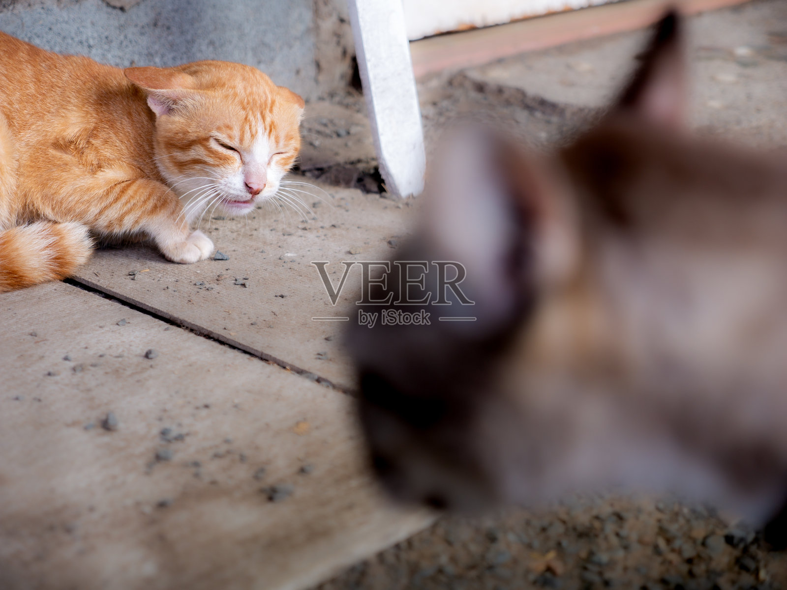 黄色的流浪猫迷路了照片摄影图片