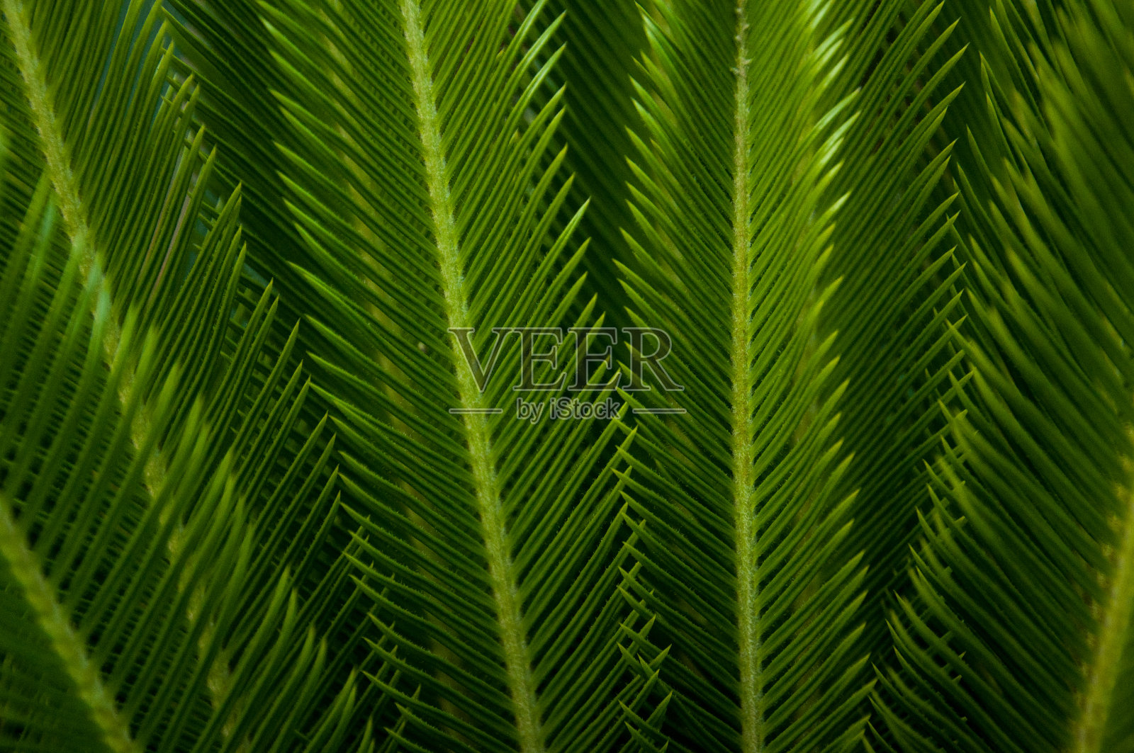绿色嫩棕榈叶，绿色植物背景，异国情调植物照片摄影图片
