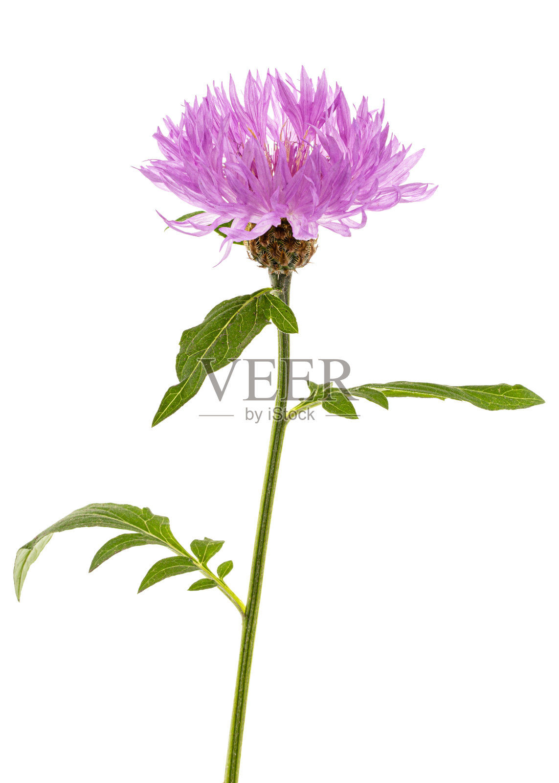 矢车菊之花。半人马，孤立在白色背景上照片摄影图片