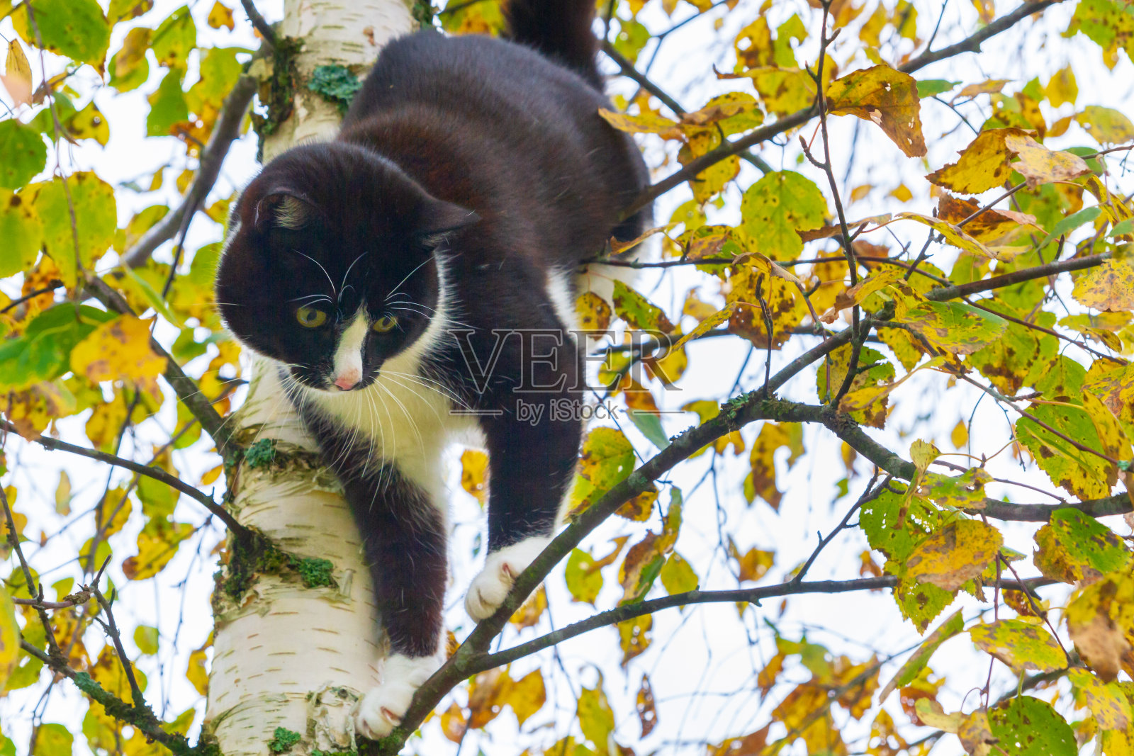 一只黑白相间的猫坐在秋天的桦树上照片摄影图片
