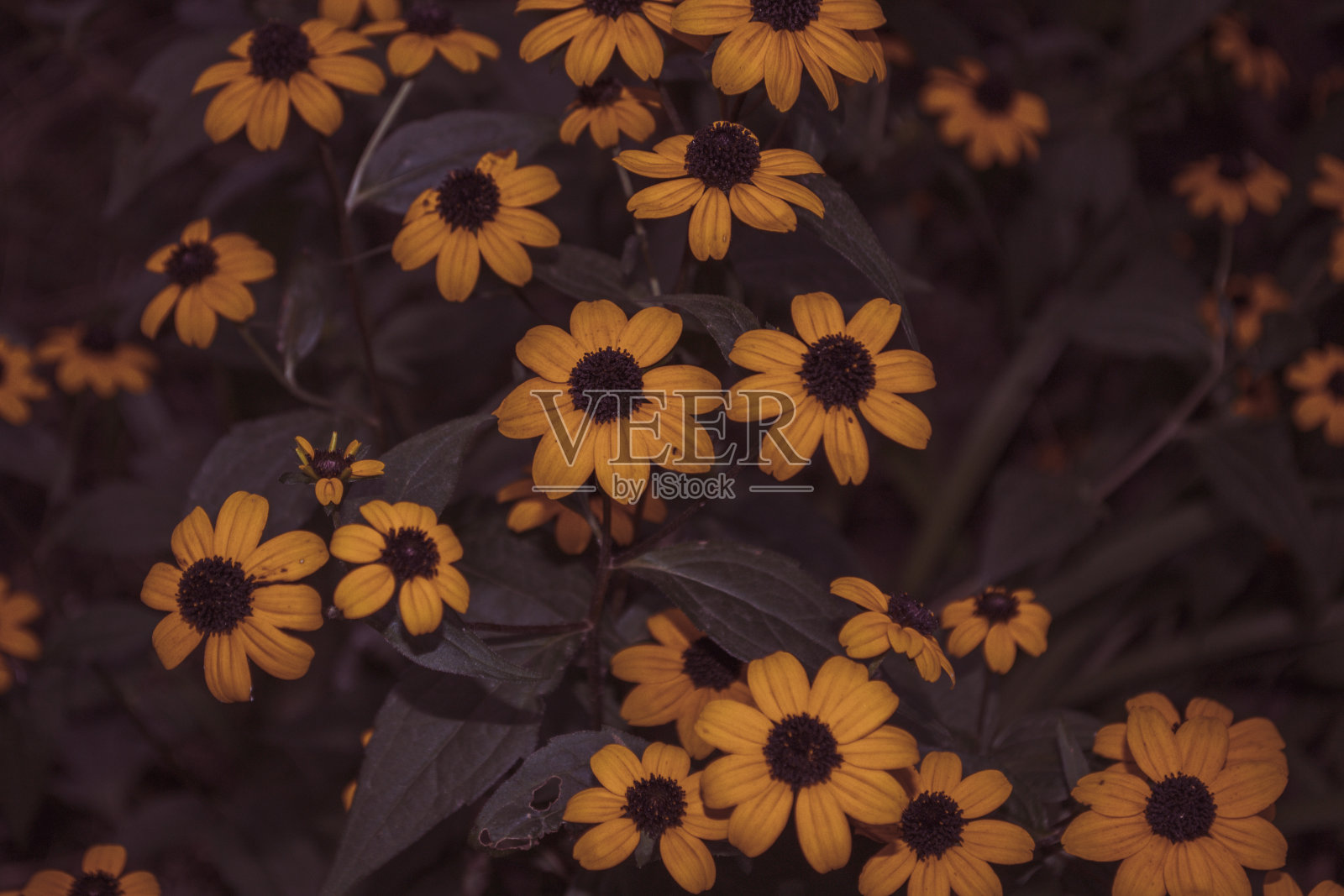 艺术照片的一个黄色的Rudbeckia hirta花园植物与鲜花盛开照片摄影图片