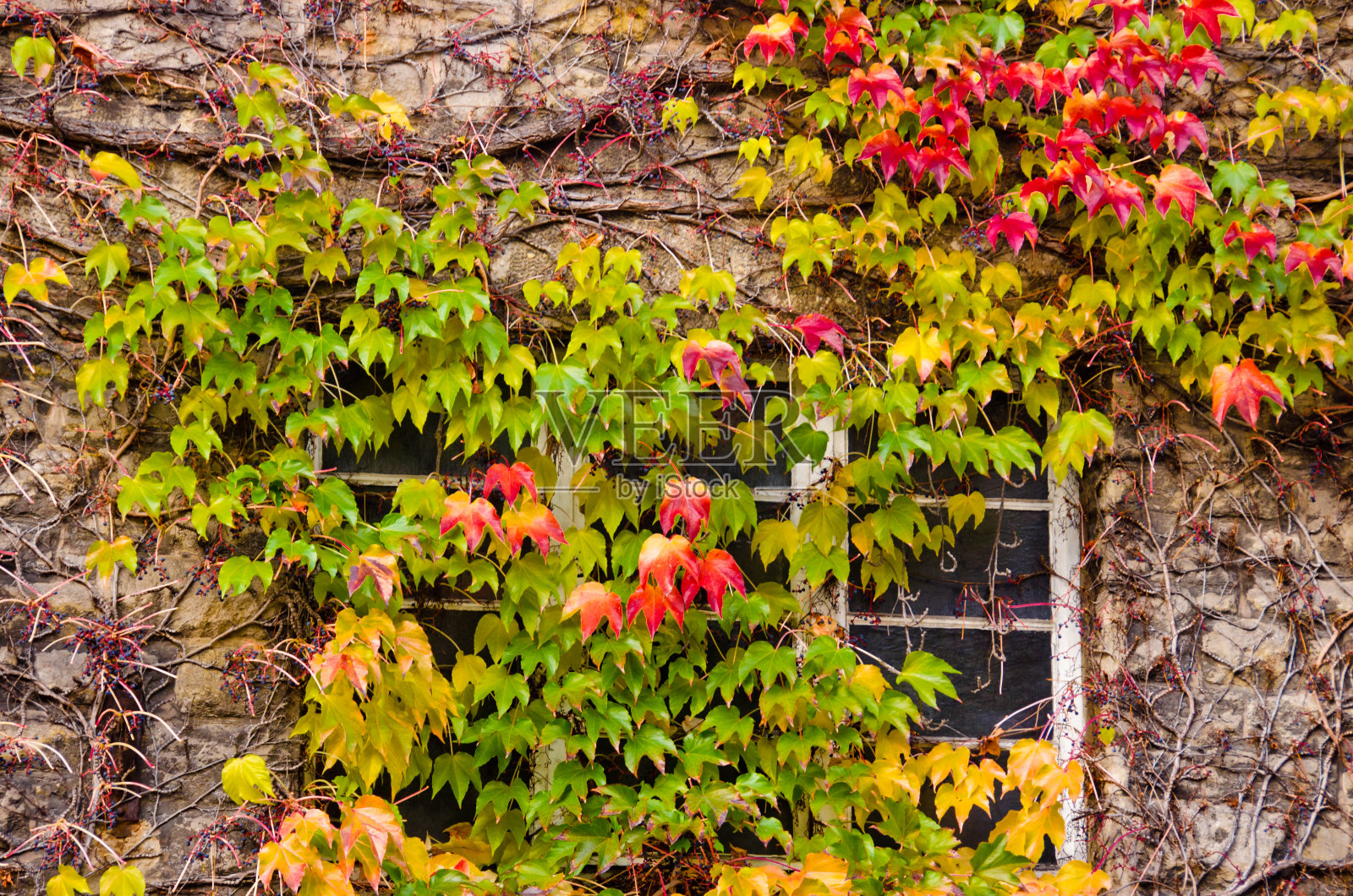 一间空房子的旧窗户，在秋天的时候，野葡萄酒的叶子长满了旧窗户照片摄影图片