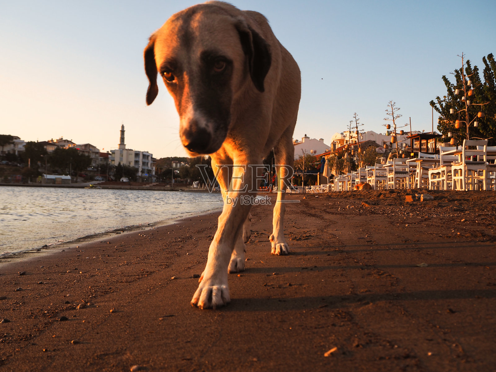日落时分，一只狗躺在沙滩上照片摄影图片
