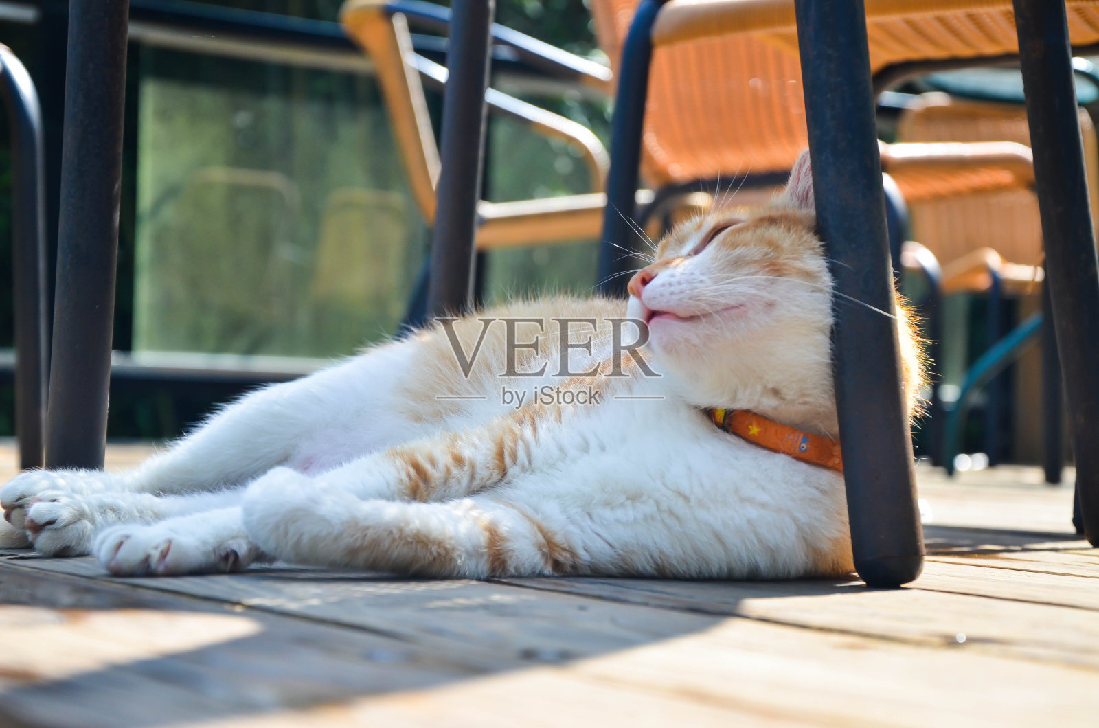 橙白色的猫躺在木地板上。照片摄影图片