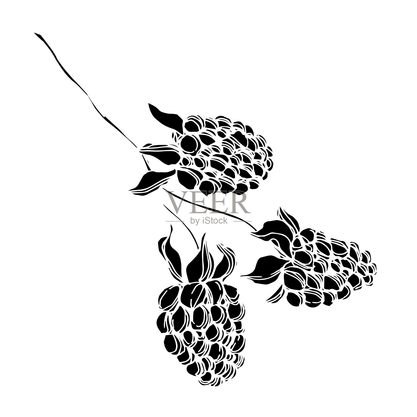 黑莓的健康食品。黑白篆刻水墨艺术。孤立的黑莓插图元素。插画图片素材