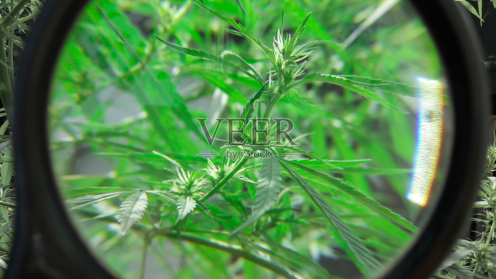 年轻的绿色大麻植物通过圆形的黑色放大镜放大，选择焦点在中心照片摄影图片