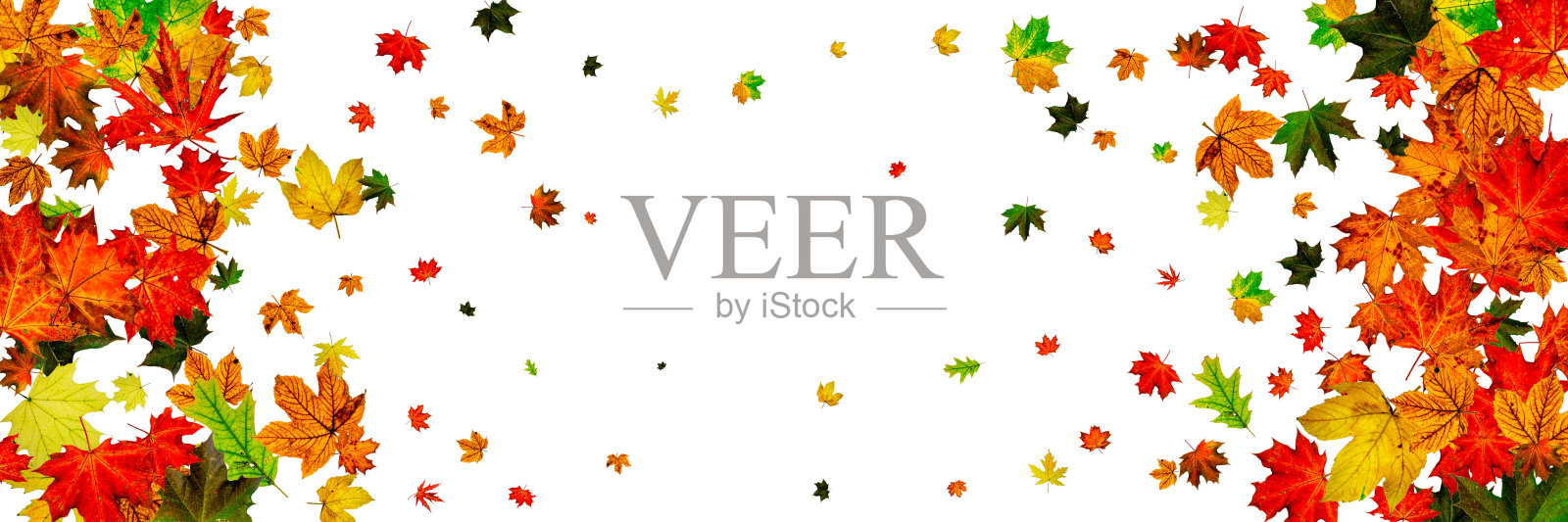 秋天的季节。秋叶落花斑驳，斑驳白茫茫。感恩节的概念照片摄影图片