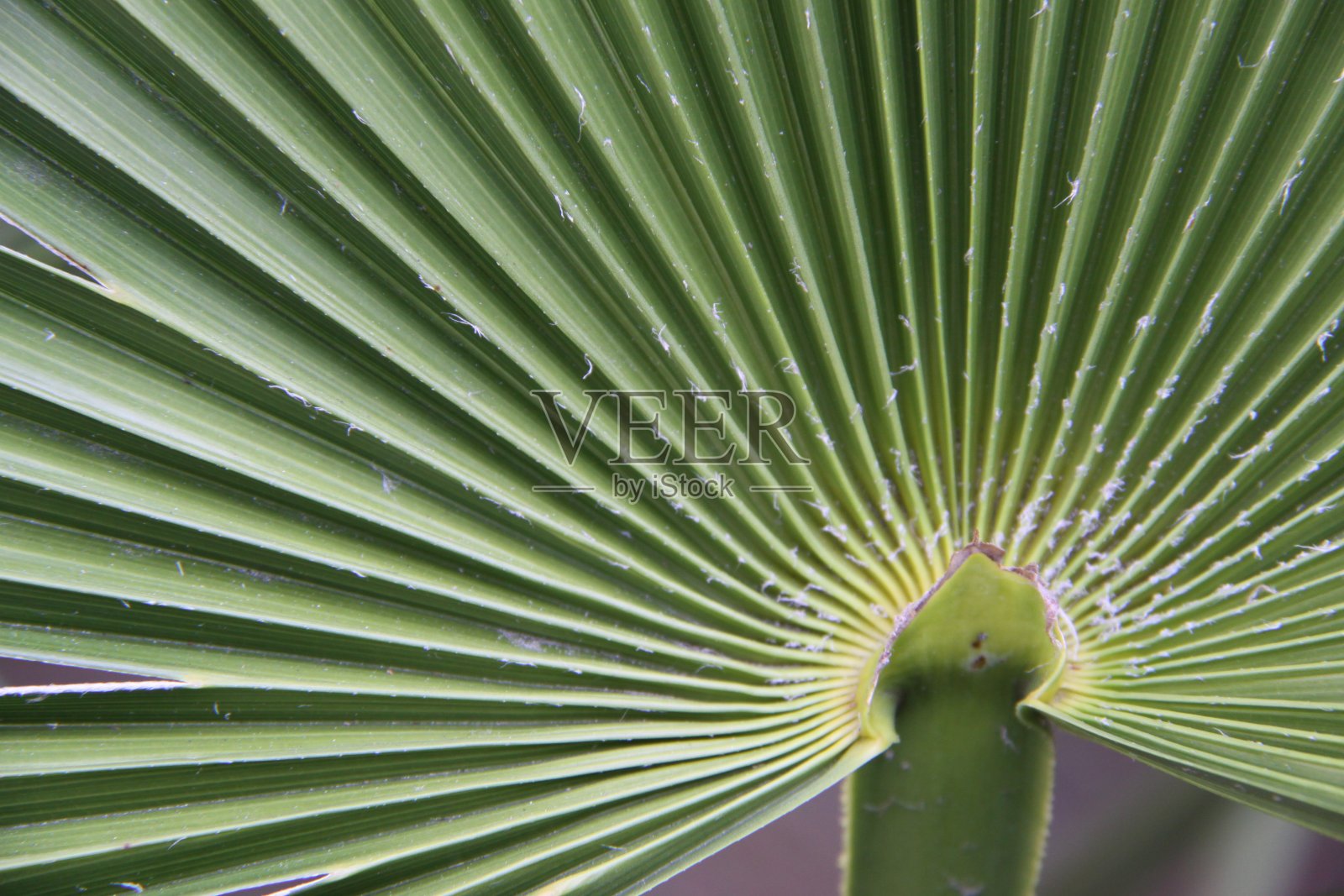 棕榈叶的细部。照片摄影图片