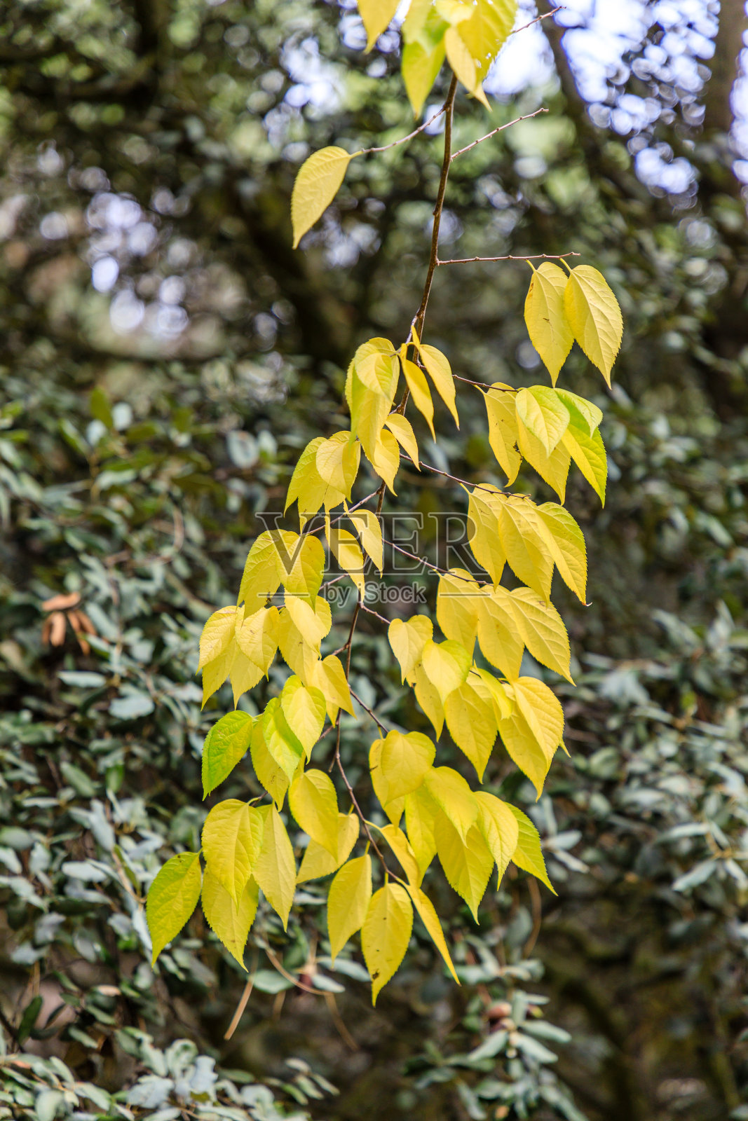 公园里的树上有五颜六色的秋叶照片摄影图片