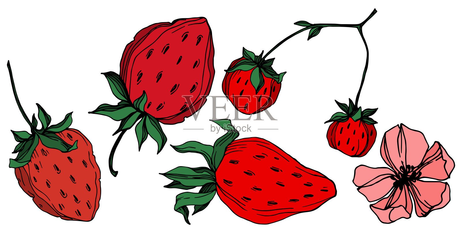 载体草莓新鲜浆果健康食品。黑白篆刻水墨艺术。孤立的草莓插图元素。插画图片素材