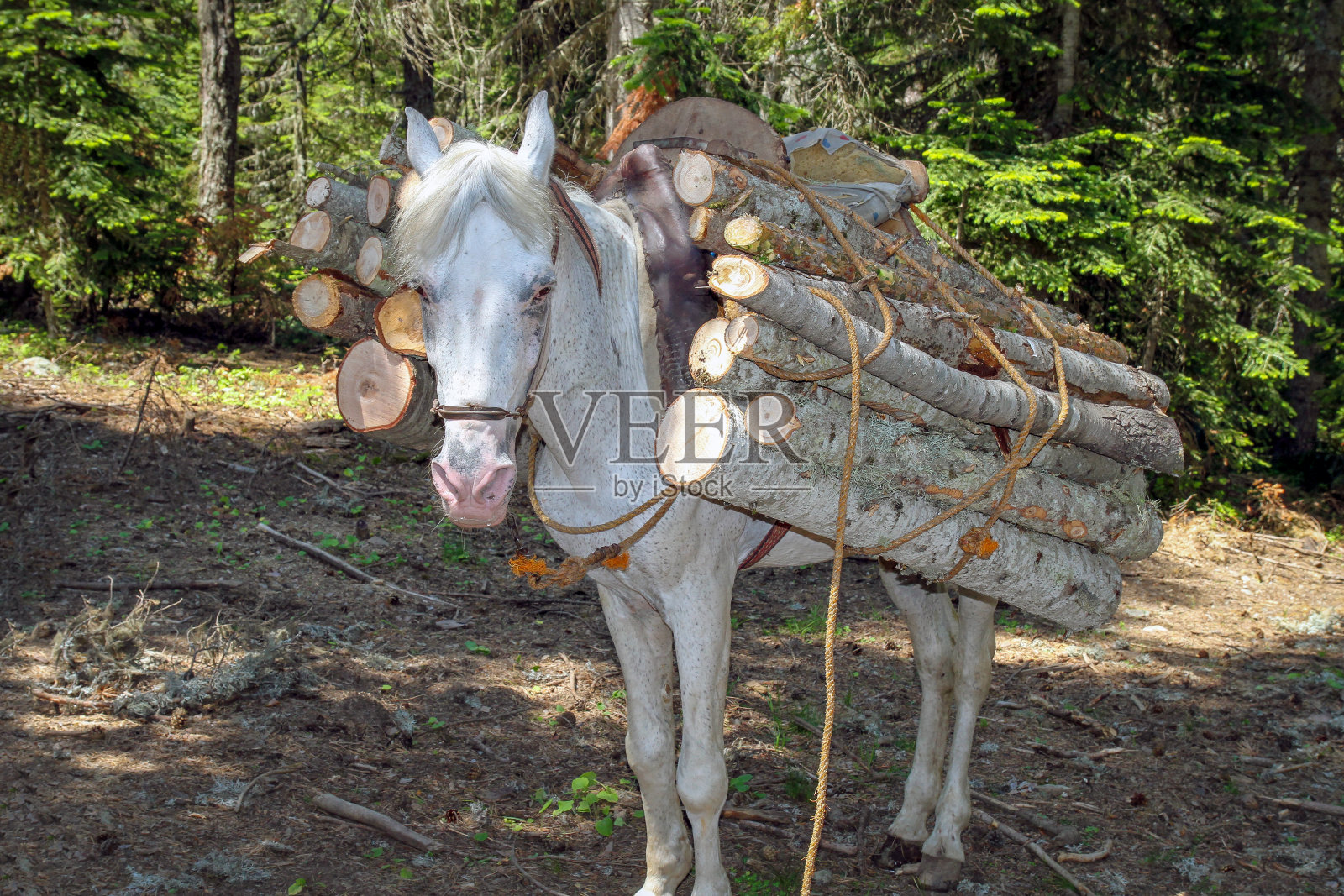 森林中装载被砍倒的树木的马匹照片摄影图片
