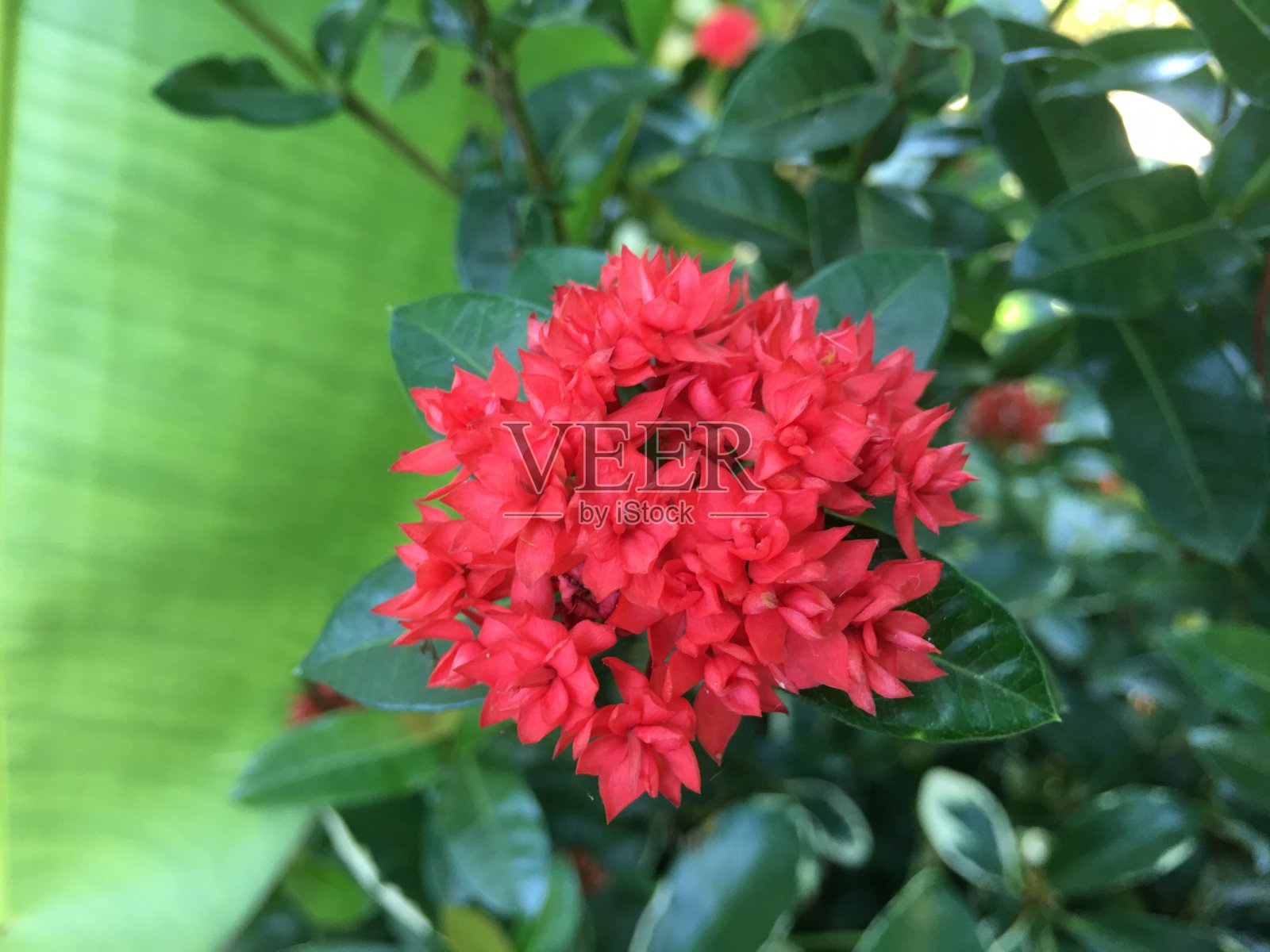 红色的伊克索拉花在花园里照片摄影图片