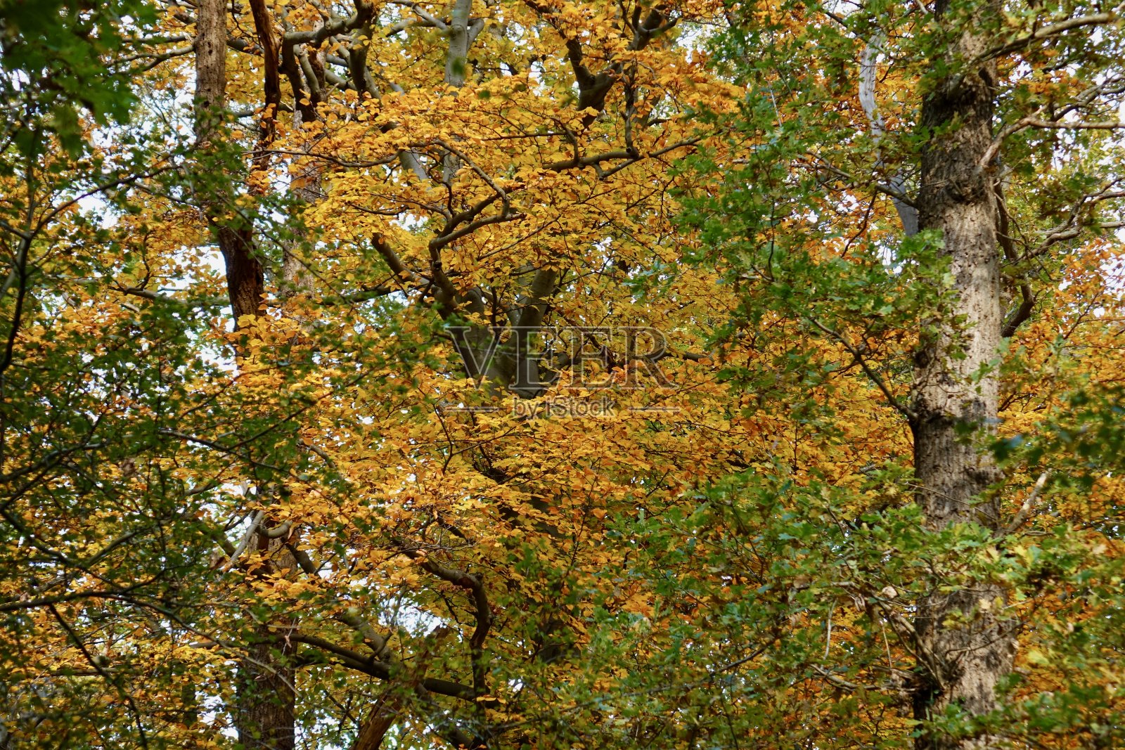 Sorghvliet公园的秋天照片摄影图片