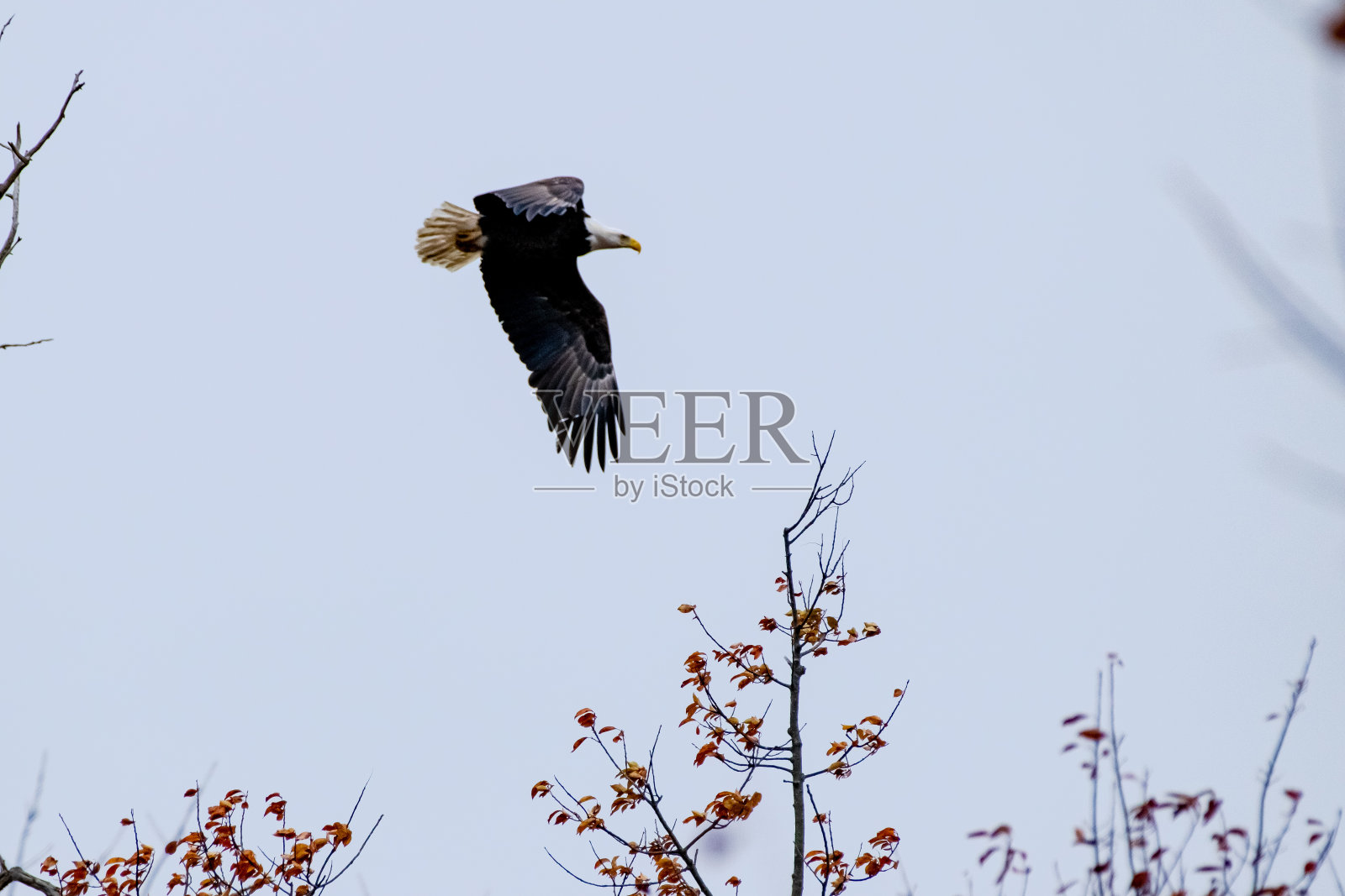 在树枝附近飞行的秃鹰照片摄影图片
