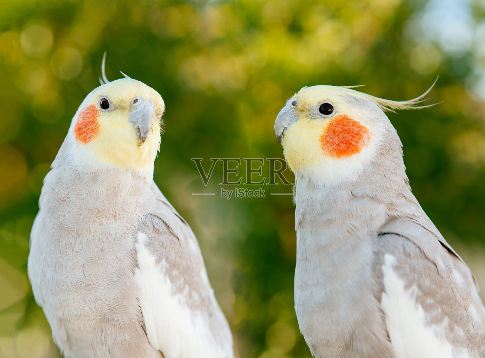 一对热带鸟类照片摄影图片
