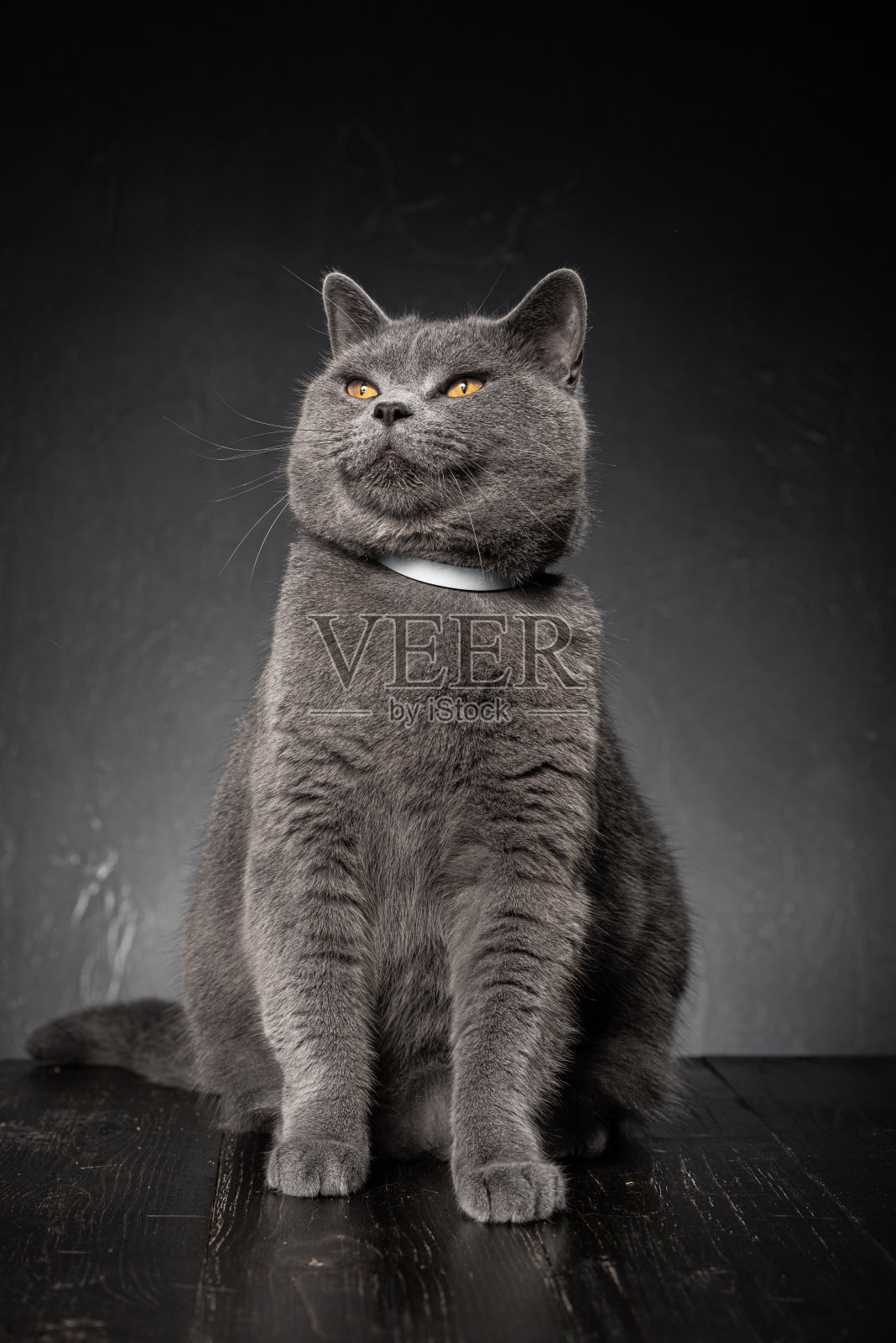 英国的猫照片摄影图片